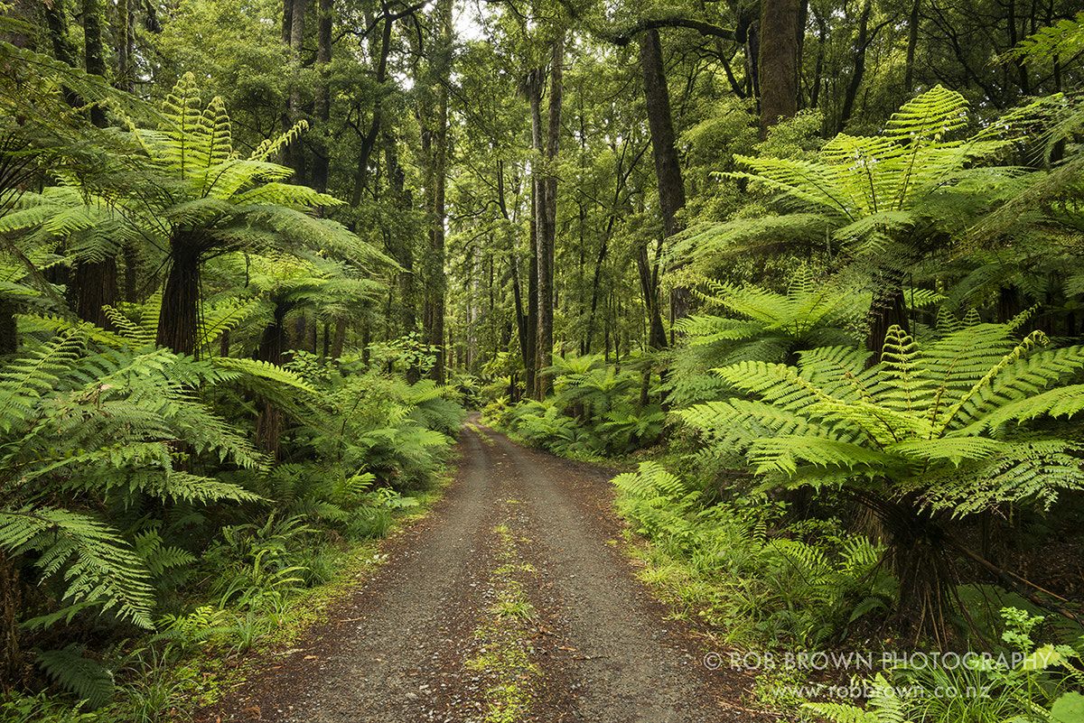 Nikon D800E sample photo. New zealand rainforest photography