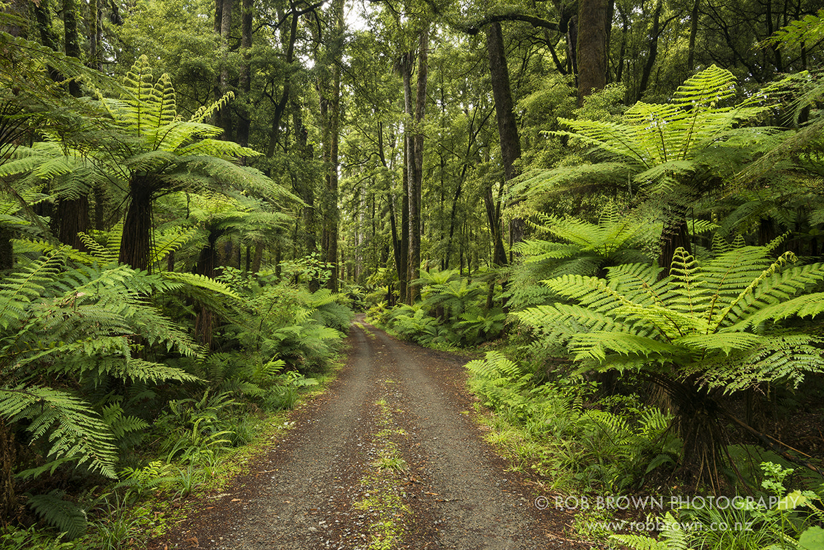 Nikon D800E + Nikon AF-S Nikkor 20mm F1.8G ED sample photo. New zealand rainforest photography