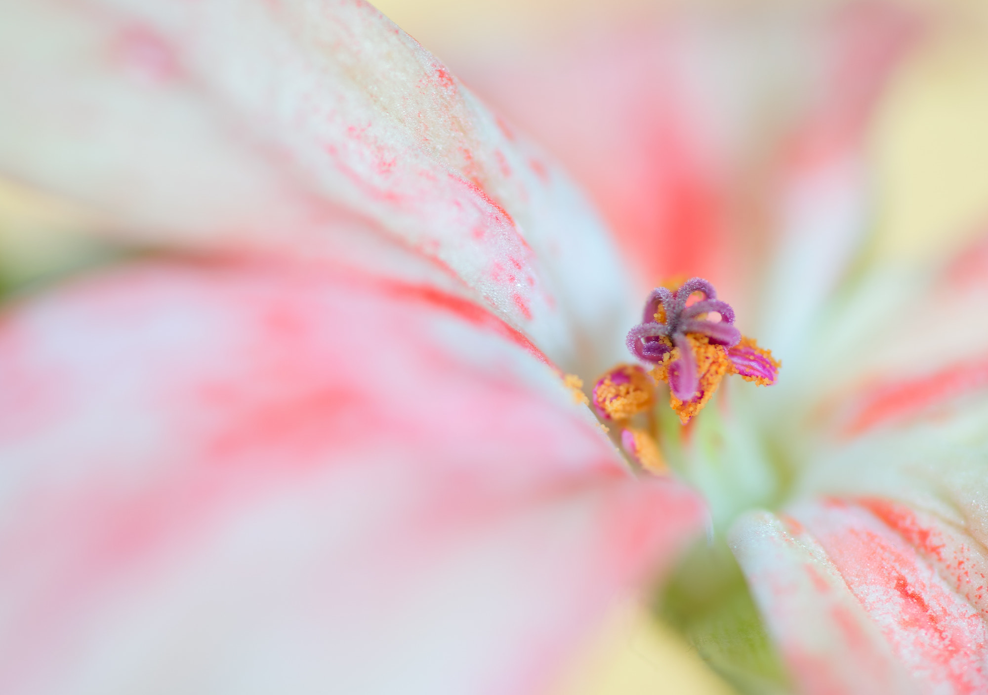 Sigma 105mm F2.8 EX DG OS HSM sample photo. Zart photography