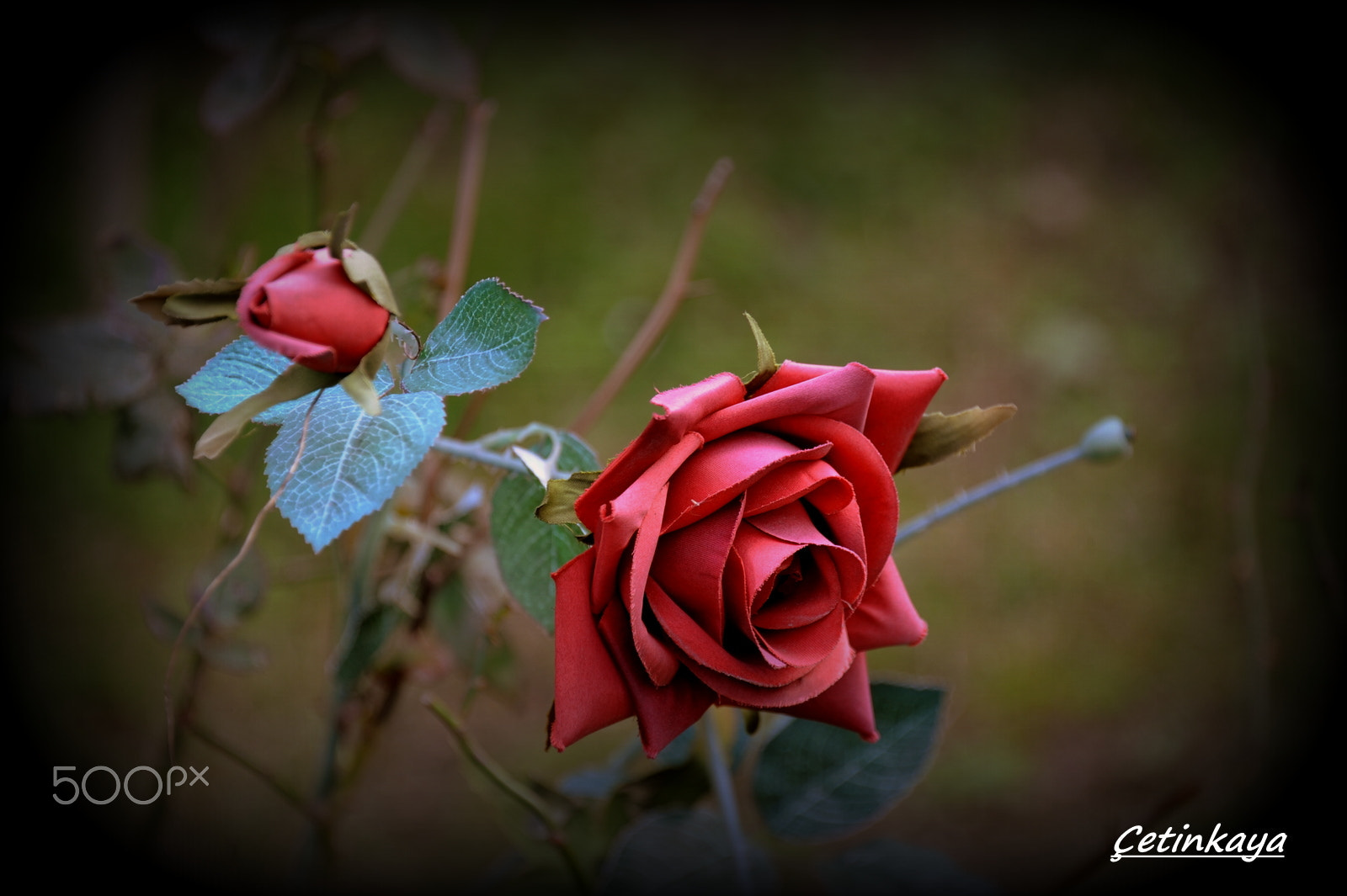 Nikon D3 sample photo. Red rose photography