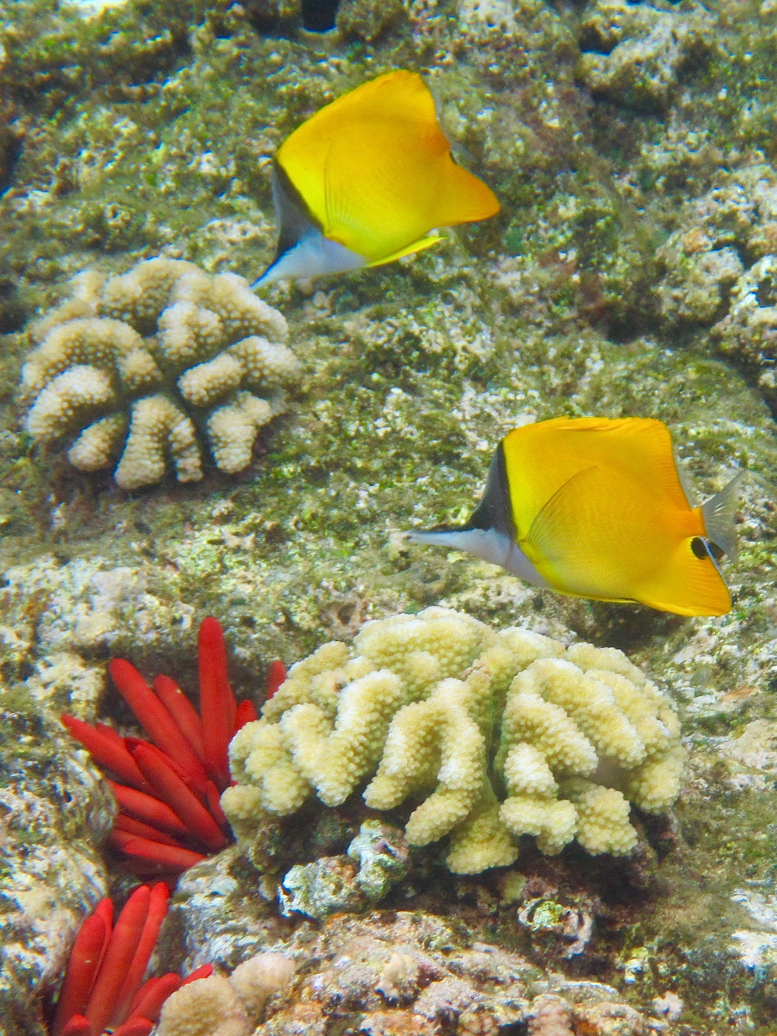 Canon PowerShot D20 sample photo. The lau wiliwili - contemplative and colorful photography