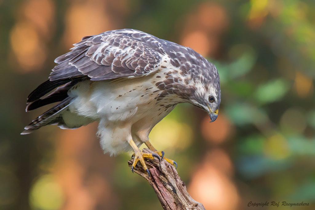 Canon EF 600mm F4L IS II USM sample photo. Buzzard photography