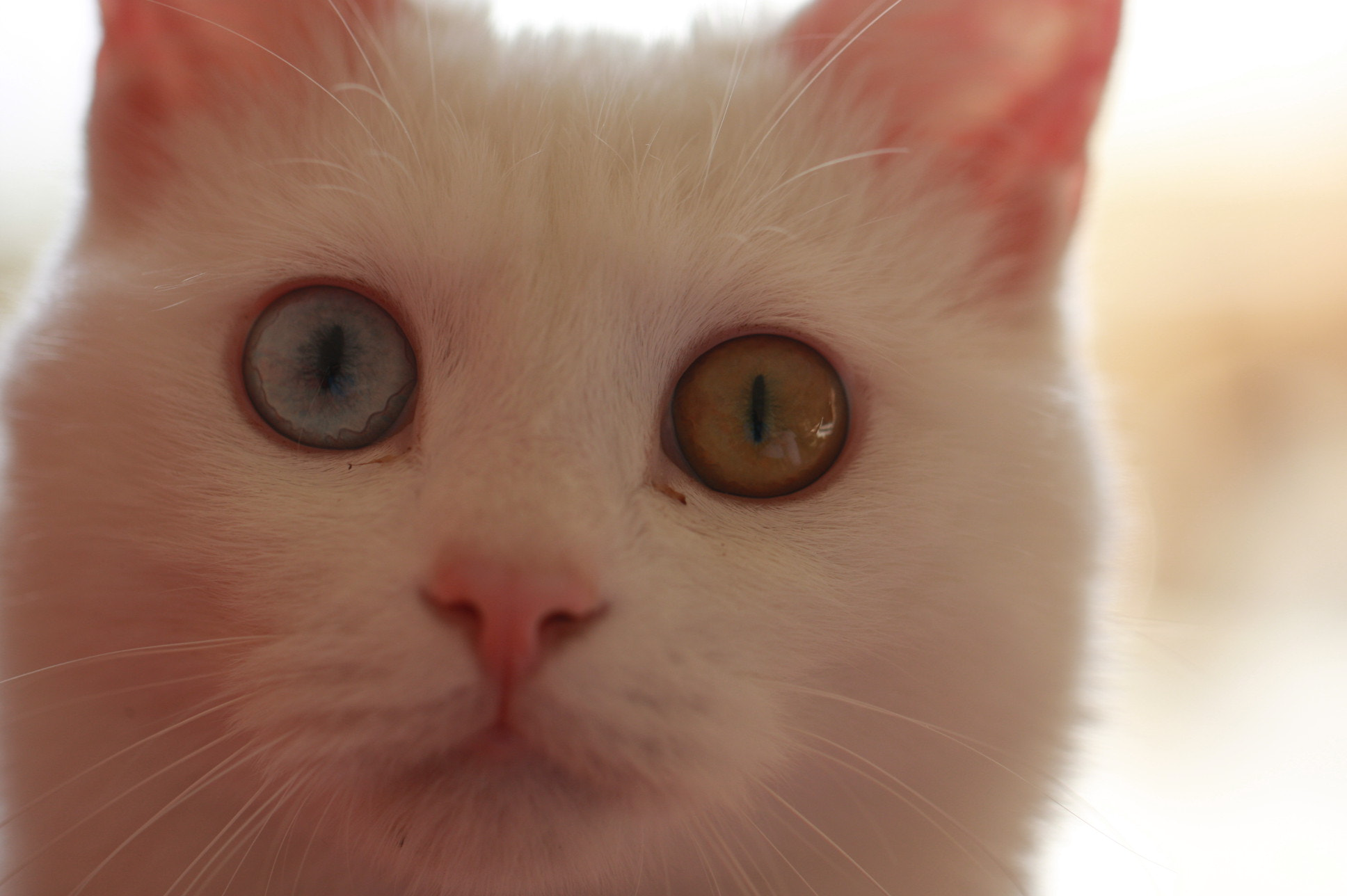 Canon EF 100mm F2.8L Macro IS USM sample photo. Img photography