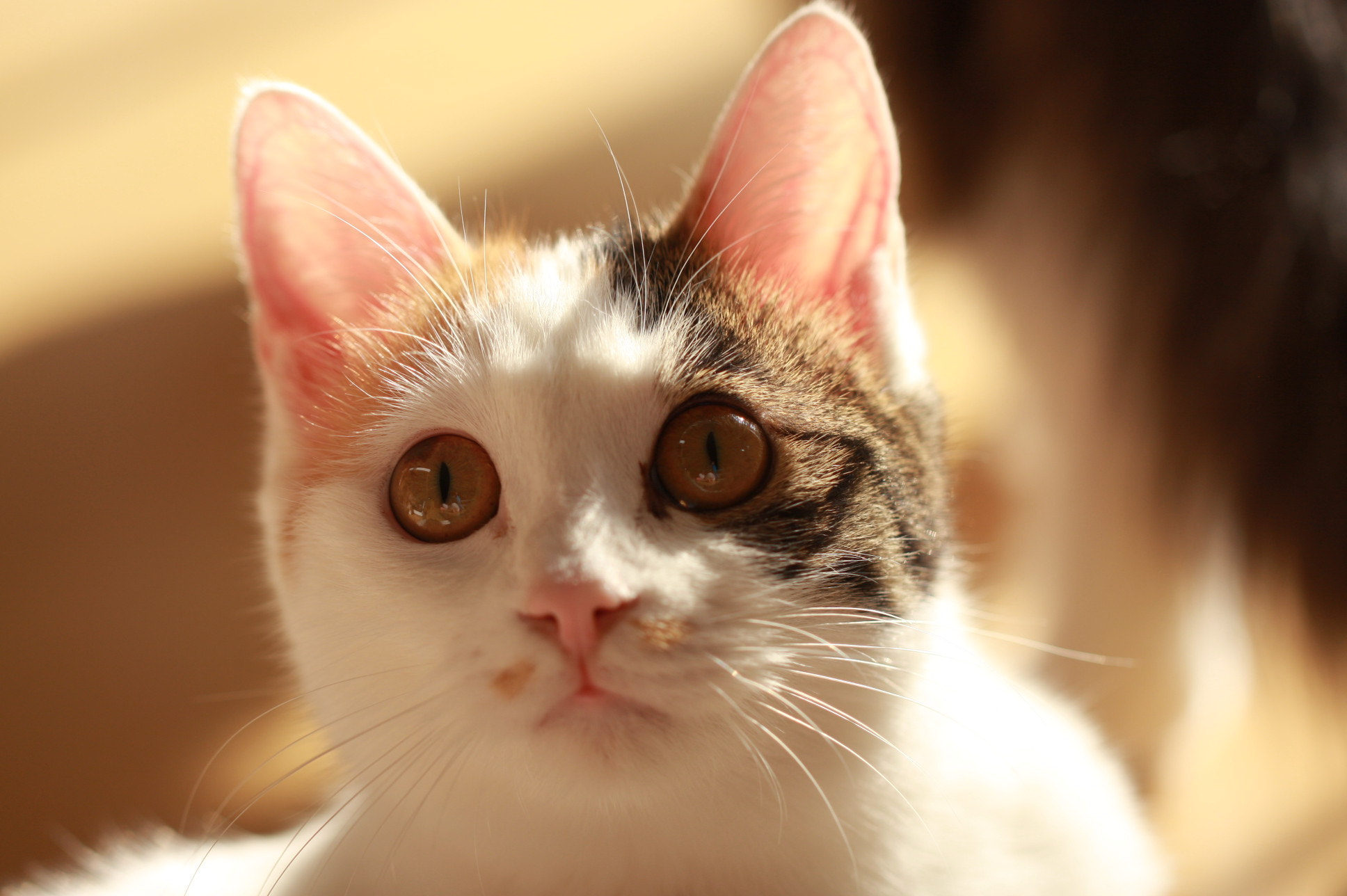 Canon EF 100mm F2.8L Macro IS USM sample photo. Img photography