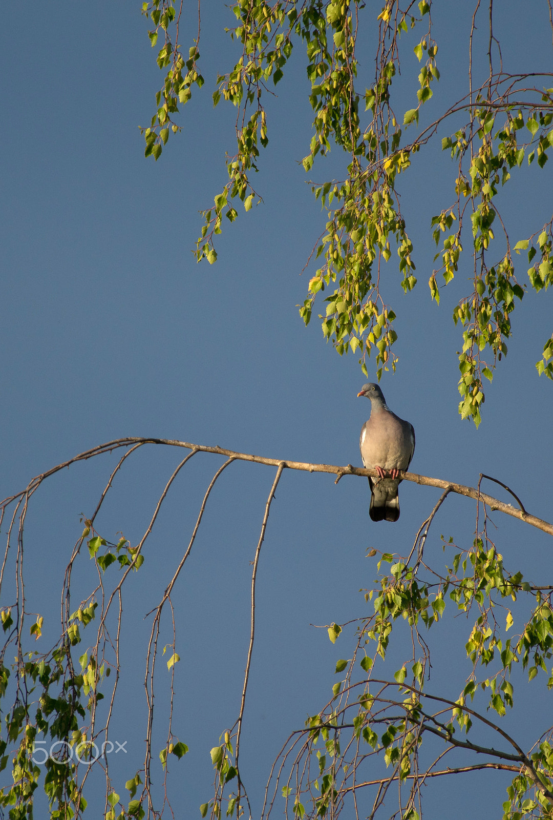 Pentax smc DA* 300mm F4.0 ED (IF) SDM sample photo. Warming up by the sunlight photography