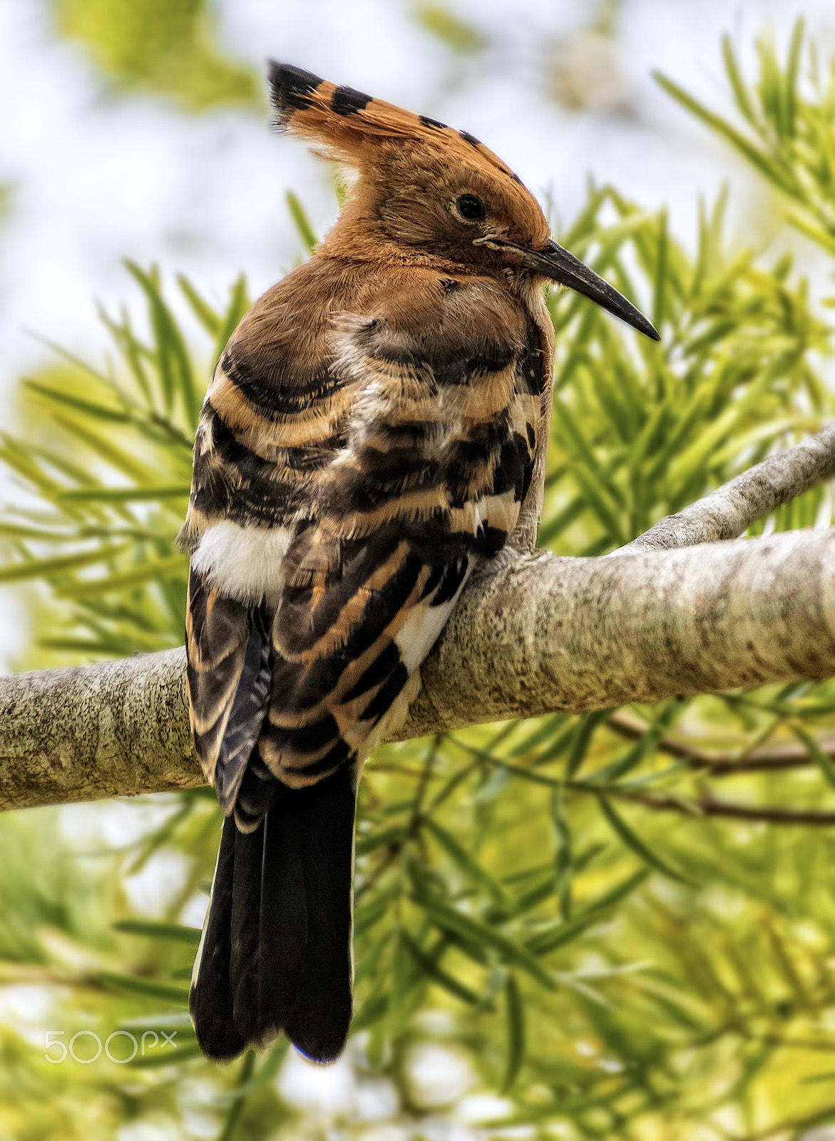 Canon EOS 7D Mark II + Sigma 18-250mm F3.5-6.3 DC OS HSM sample photo. Young hoopoe photography