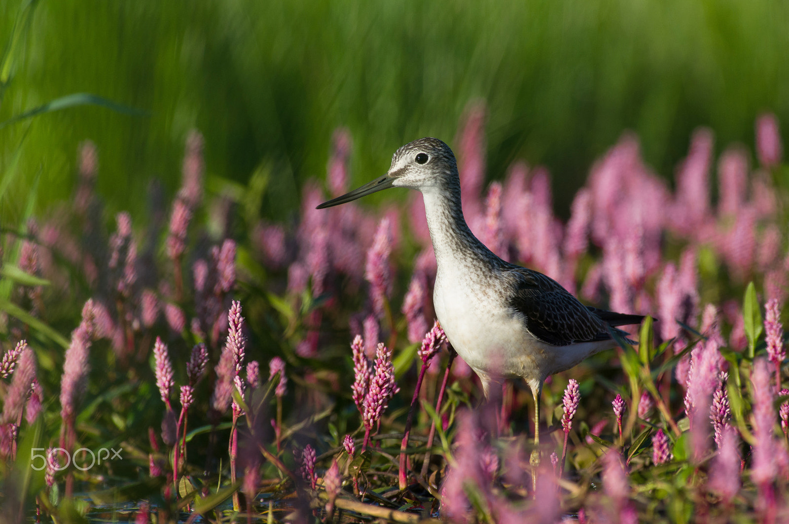 Pentax smc DA* 300mm F4.0 ED (IF) SDM sample photo. Surrounded by flowers photography