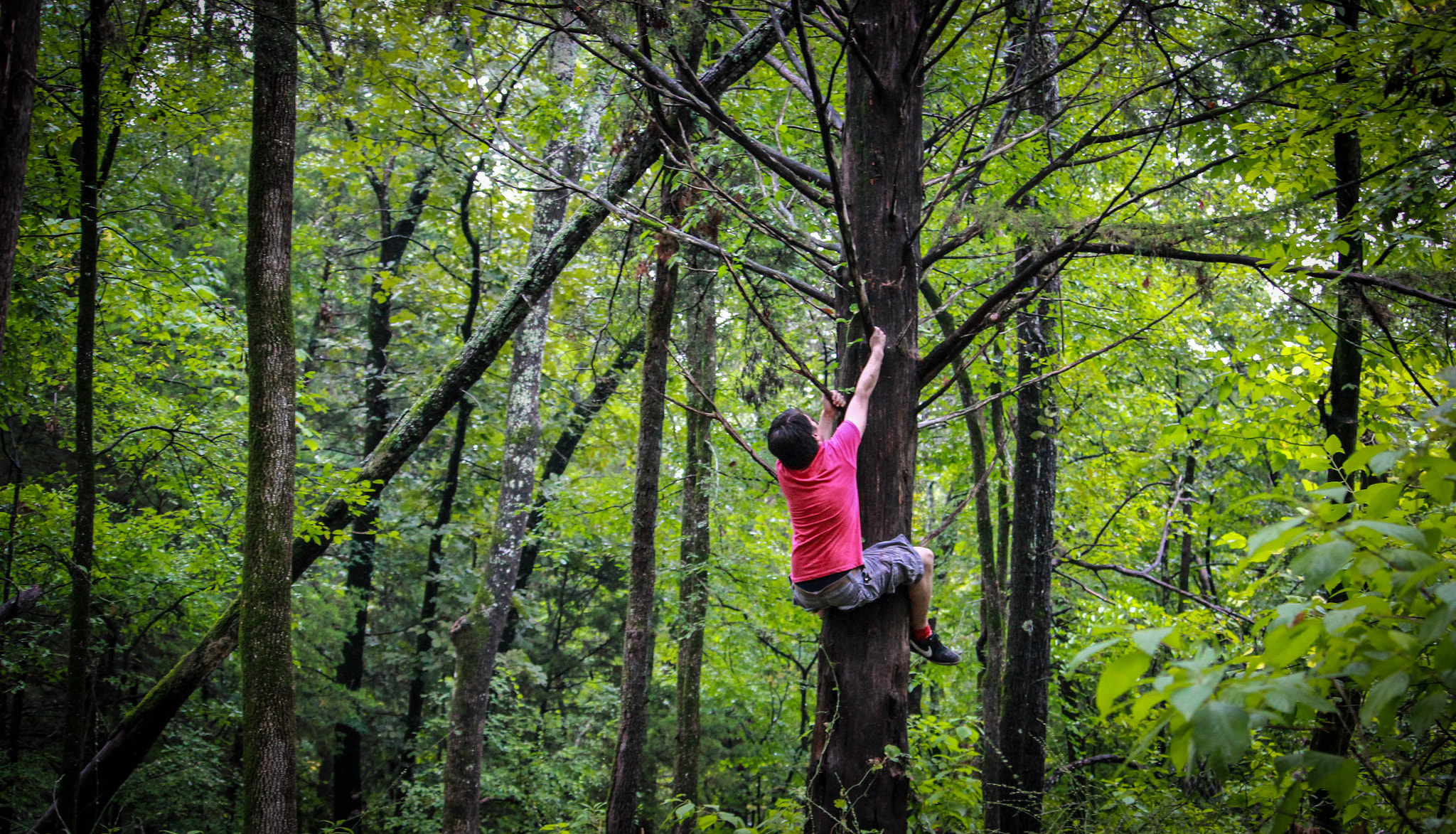 Canon EF-S 55-250mm F4-5.6 IS STM sample photo. Tree photography