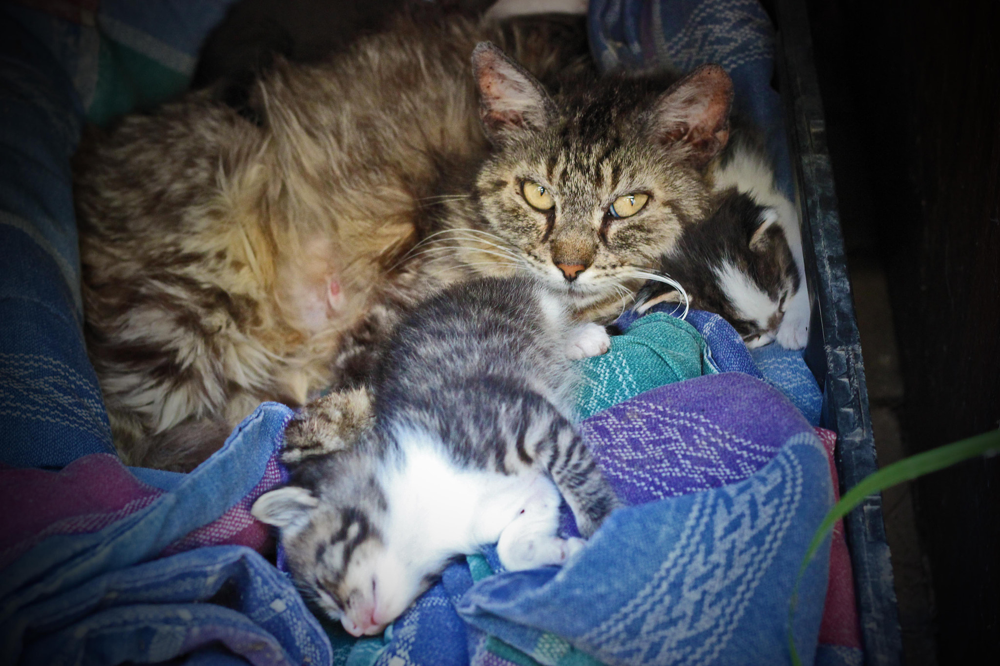 Canon EOS 550D (EOS Rebel T2i / EOS Kiss X4) sample photo. Kittens photography