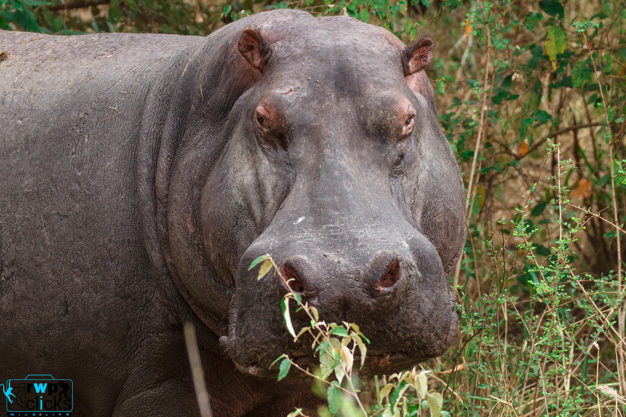 150-600mm F5-6.3 DG OS HSM | Sports 014 sample photo. Hippo... masai mara.. photography