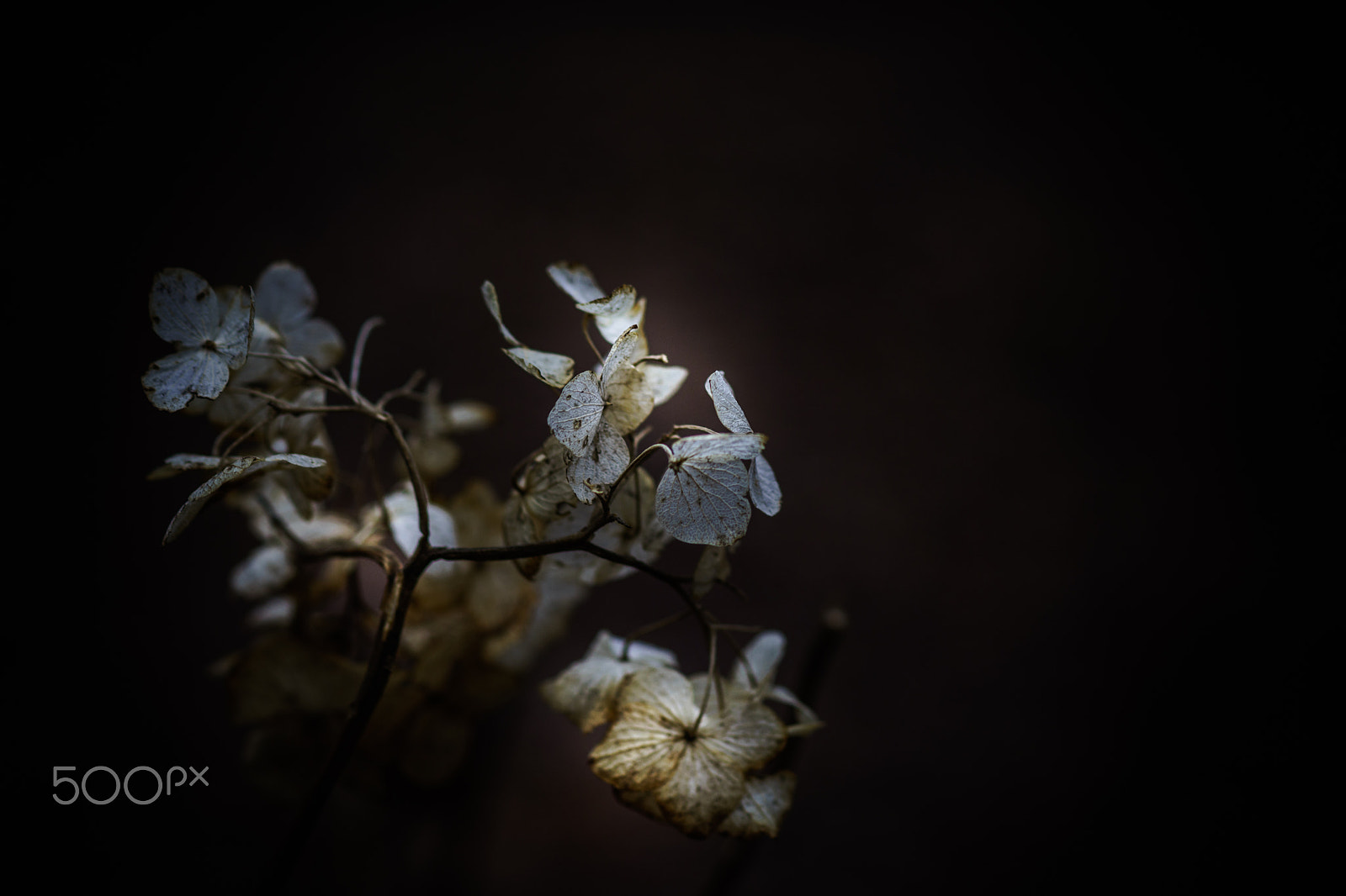 Sony a99 II + Sony 100mm F2.8 Macro sample photo. Dried photography