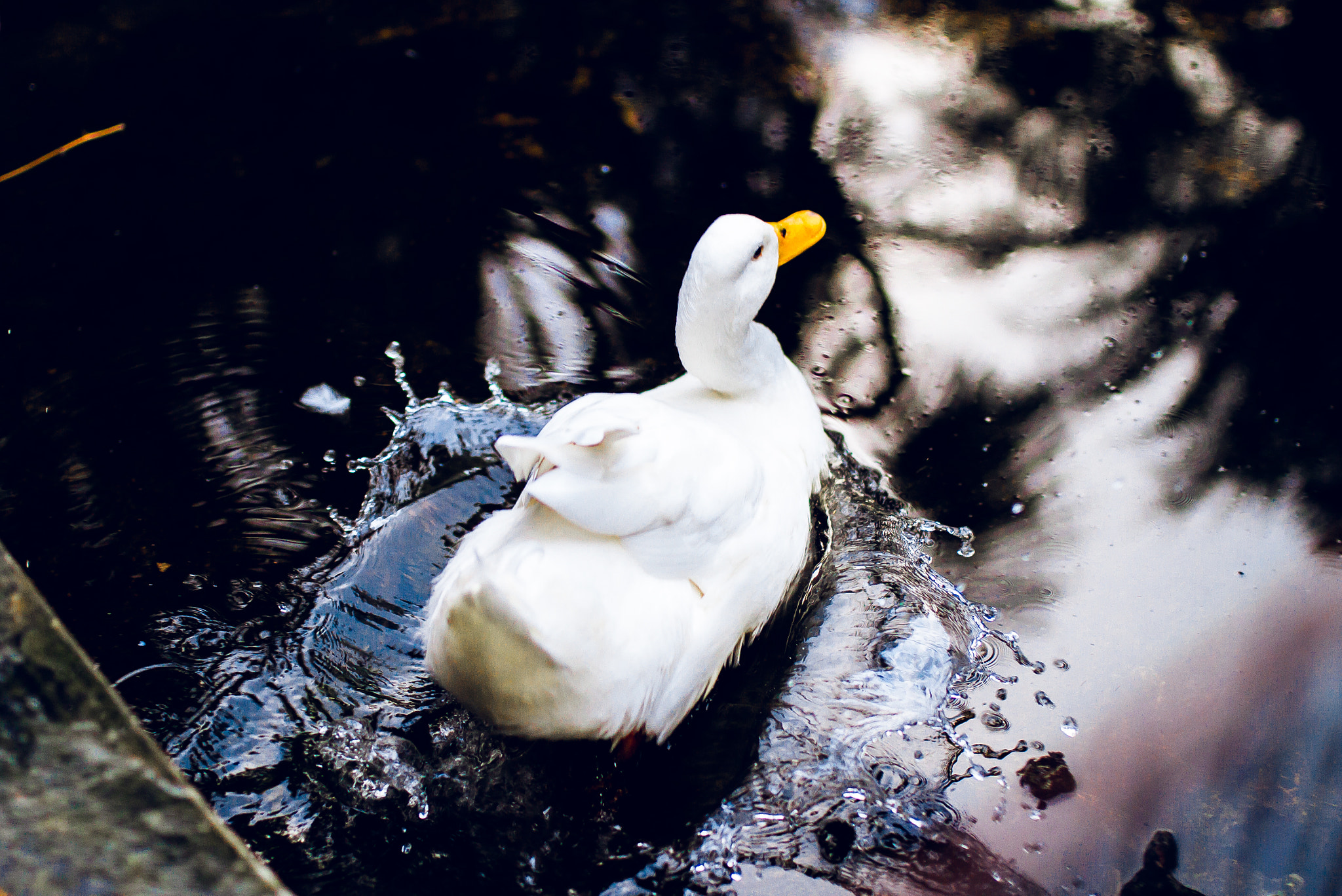 Canon EOS 7D + Sigma 35mm F1.4 DG HSM Art sample photo. My ducks photography