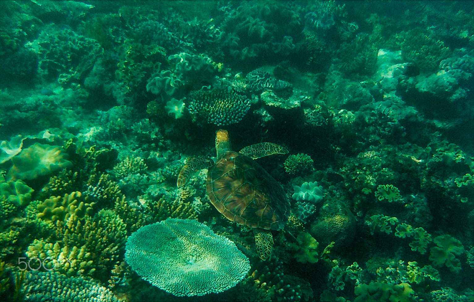 Nikon Coolpix S33 sample photo. Turtle at great barrier reef photography