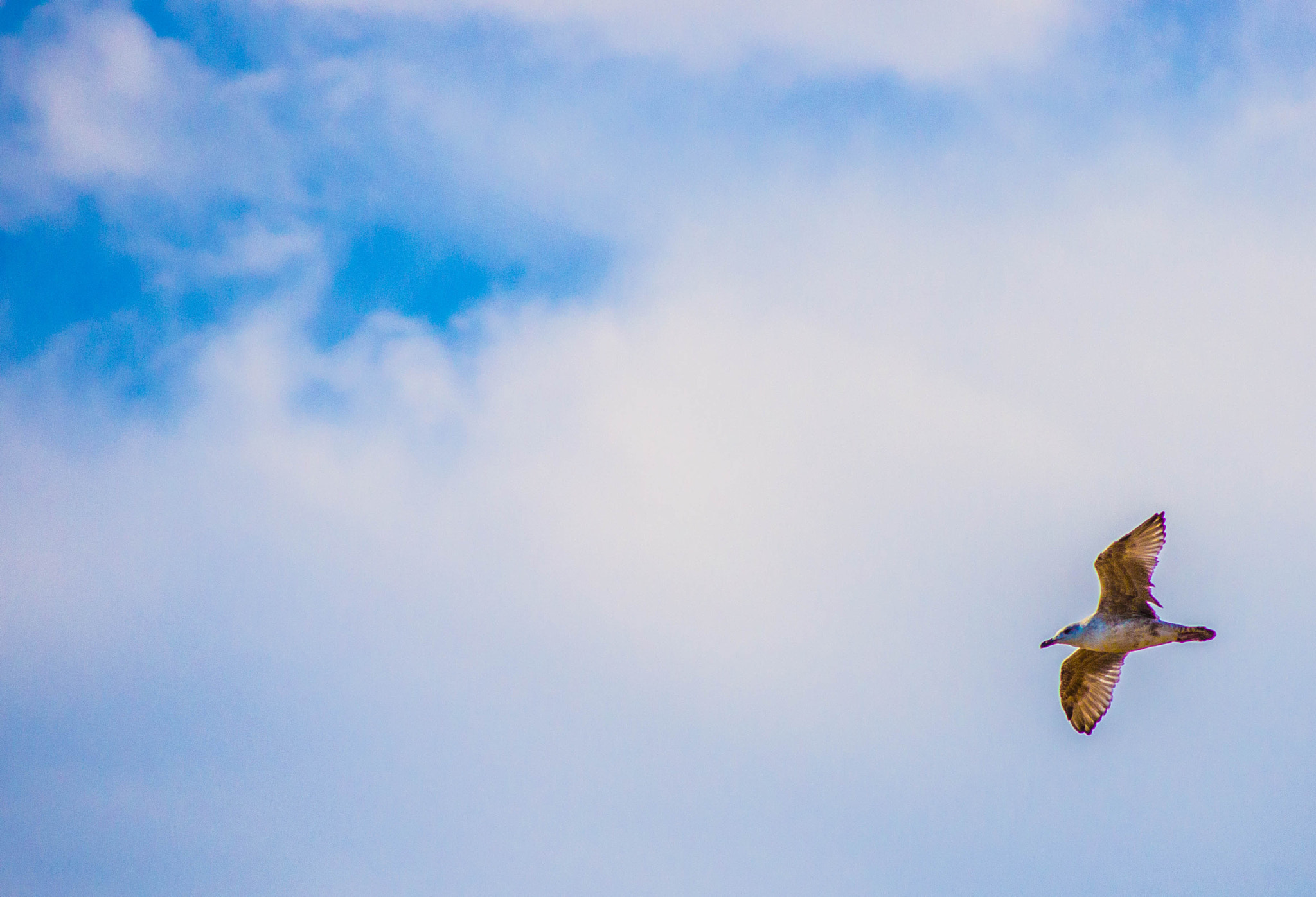 Sony SLT-A33 sample photo. Bird photography