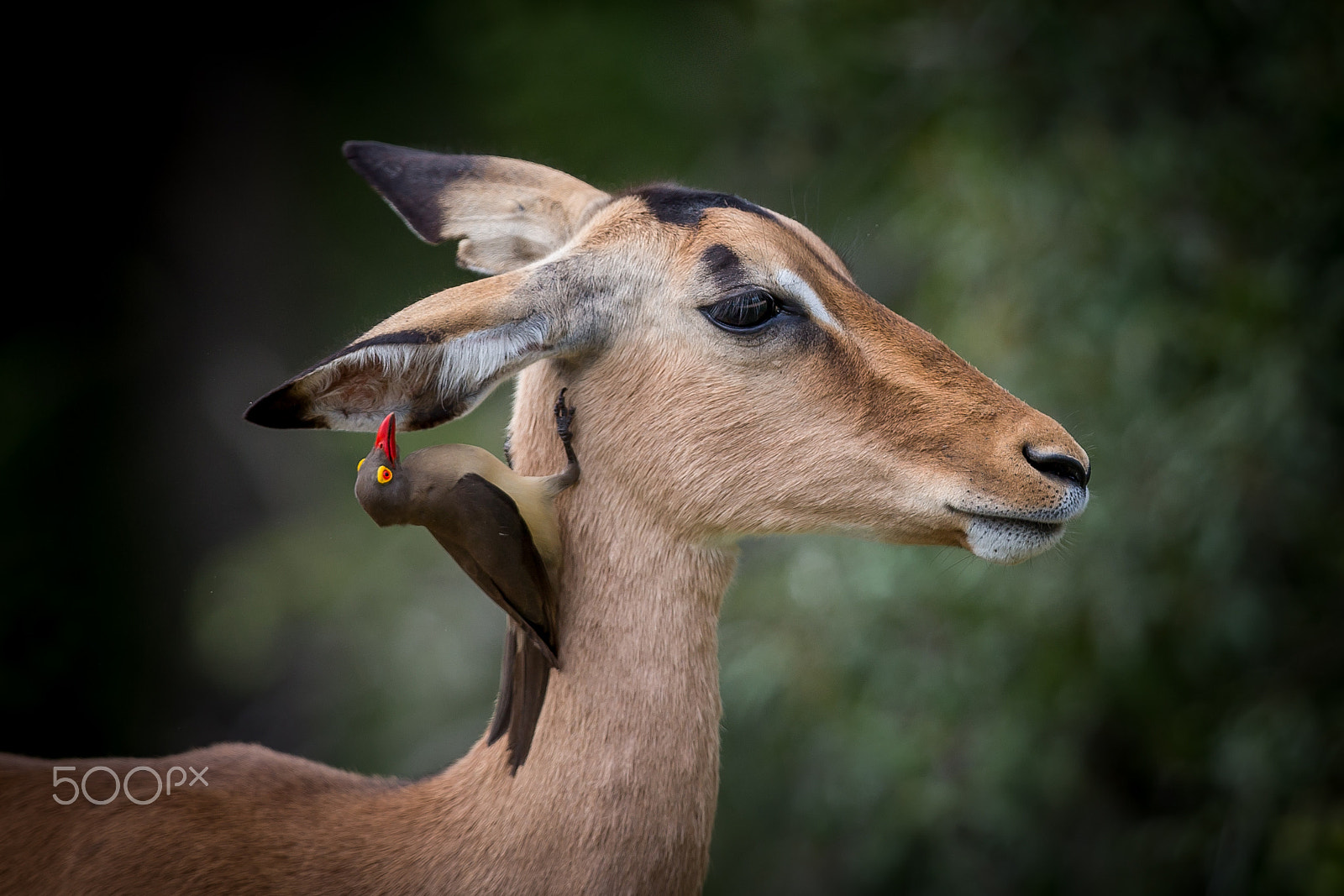 Canon EF 300mm F2.8L IS II USM sample photo. Natures nose, throat and ear specialist. photography