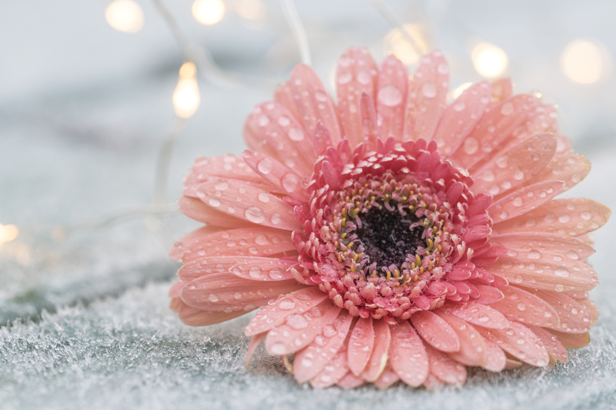 Sigma 105mm F2.8 EX DG OS HSM sample photo. Gerbera frost photography