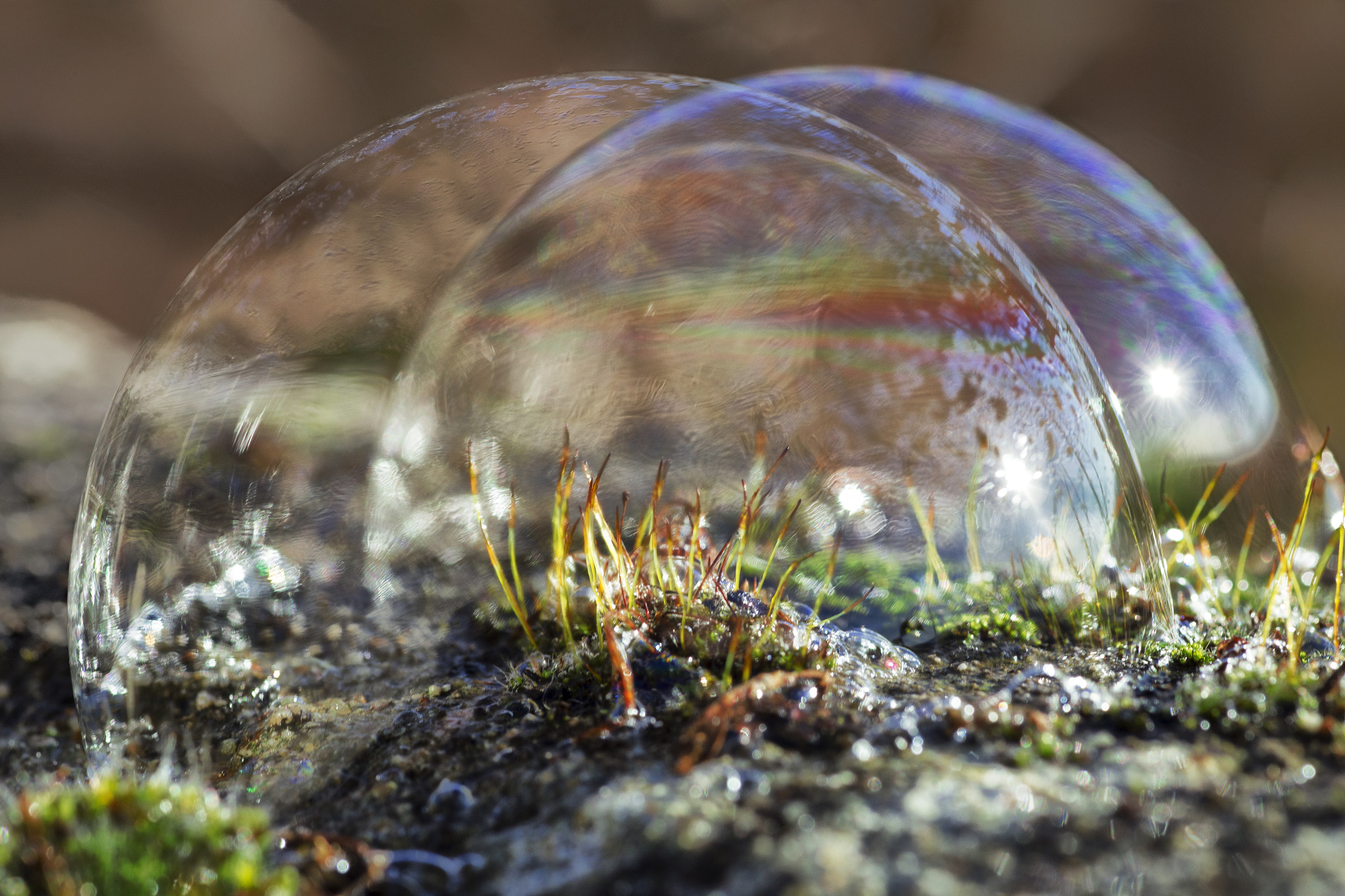 Canon EOS 6D + Tamron SP AF 90mm F2.8 Di Macro sample photo. Under the domes photography