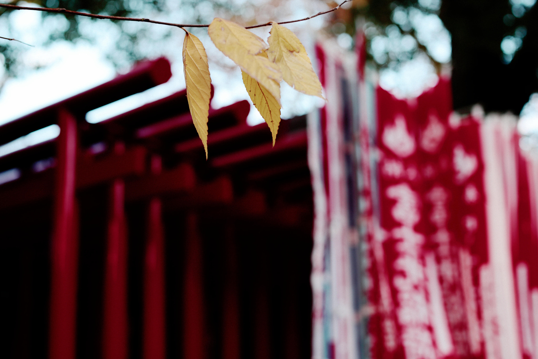 Canon EF 50mm F1.2L USM sample photo. Inari photography