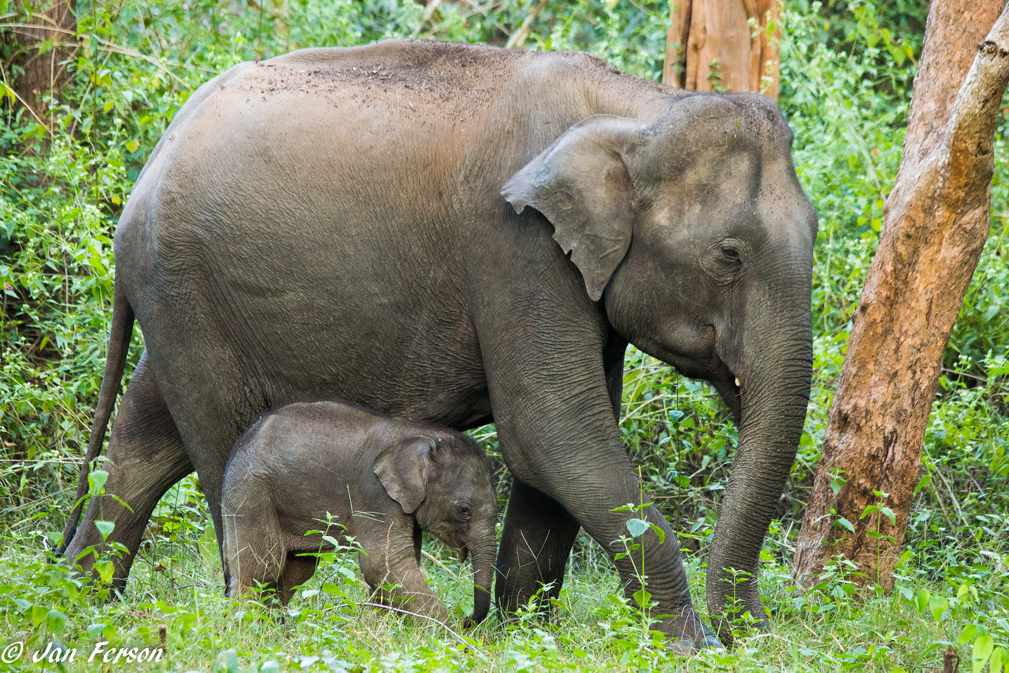 Canon EOS 6D + Sigma 150-500mm F5-6.3 DG OS HSM sample photo. Indian elephant with baby photography