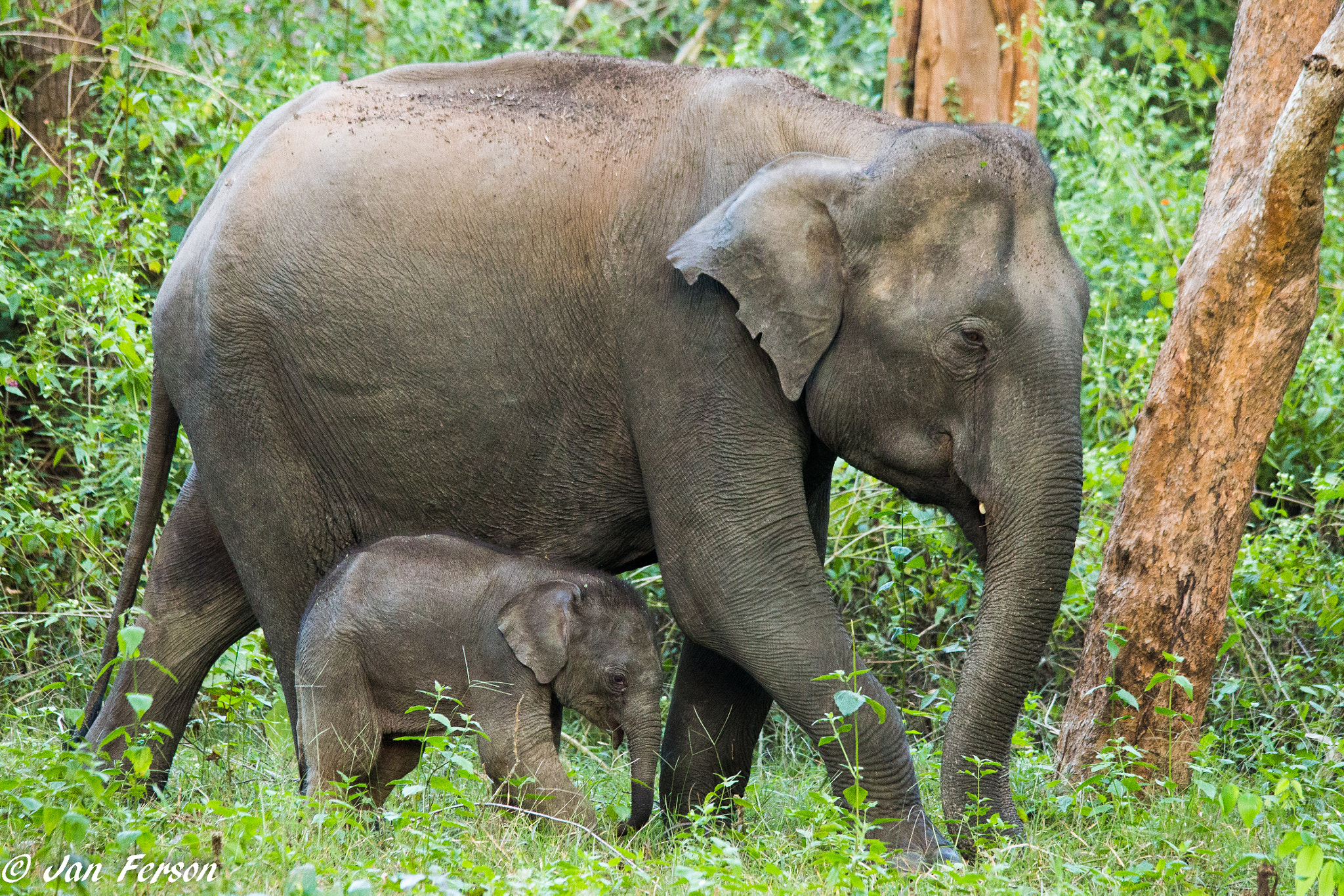 Sigma 150-500mm F5-6.3 DG OS HSM sample photo. Indian elephant with baby photography