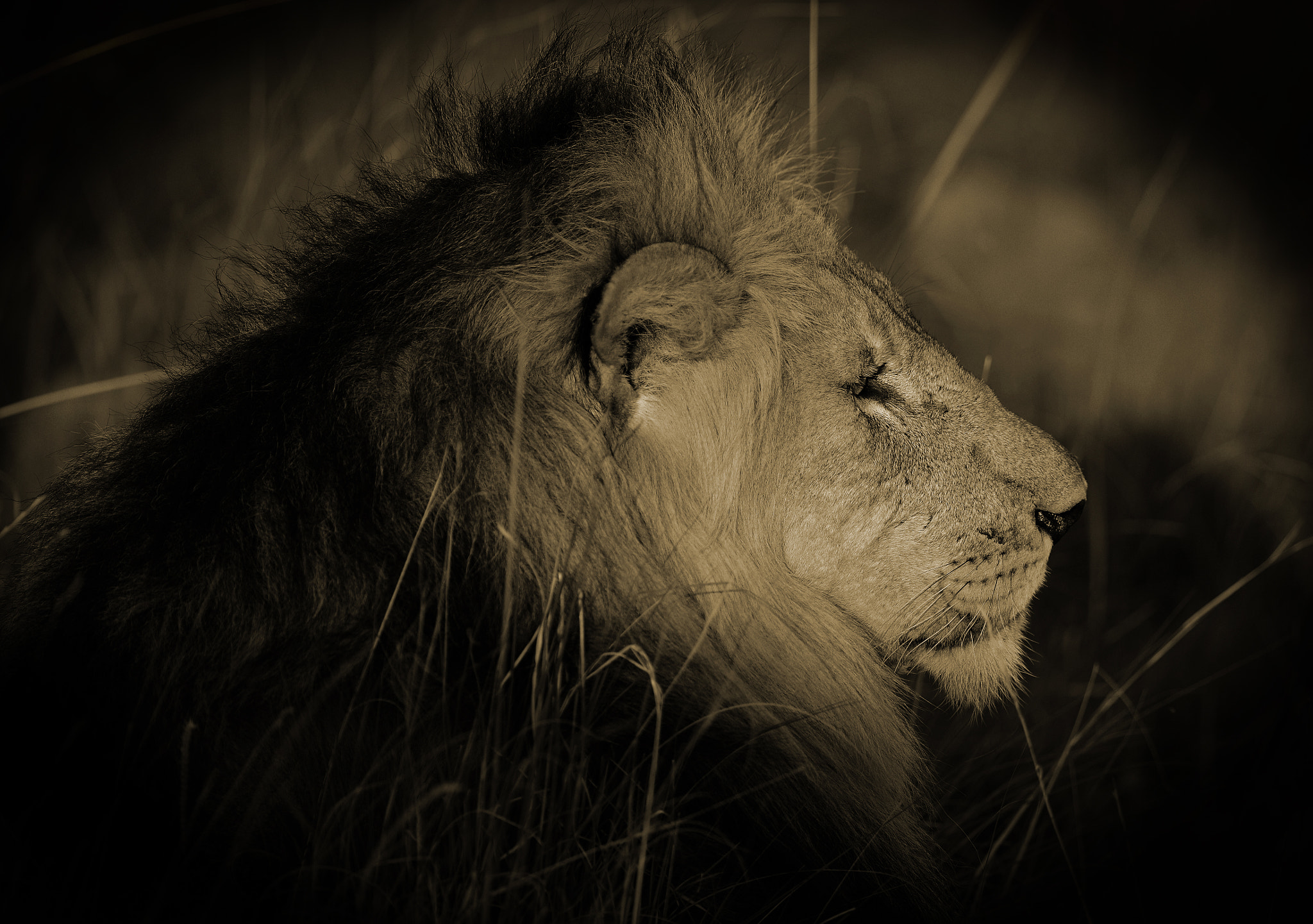 Nikon D4 + Nikon AF-S Nikkor 600mm F4G ED VR sample photo. The king photography