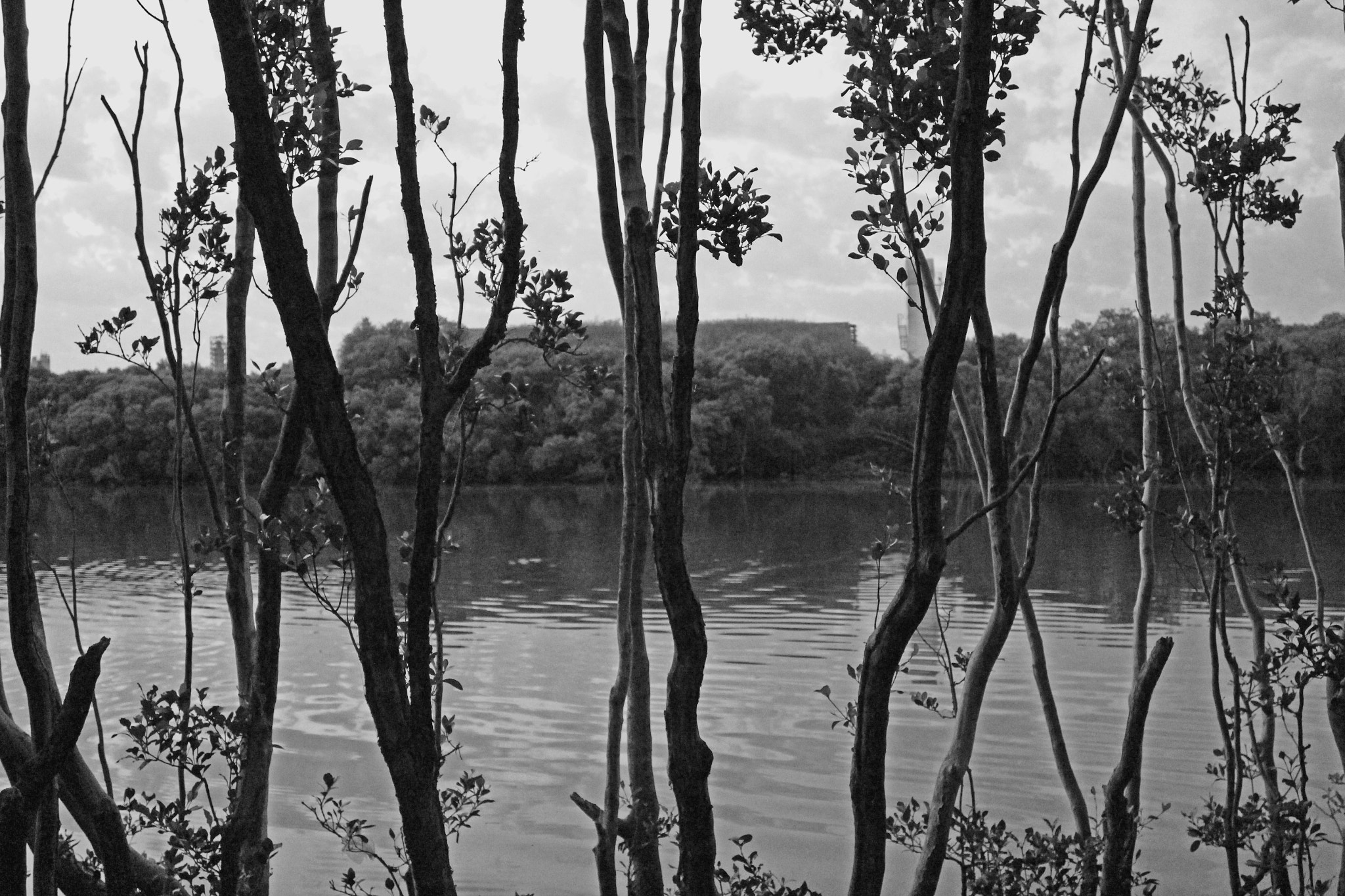 Canon EF 24mm F2.8 IS USM sample photo. Water through the trees photography