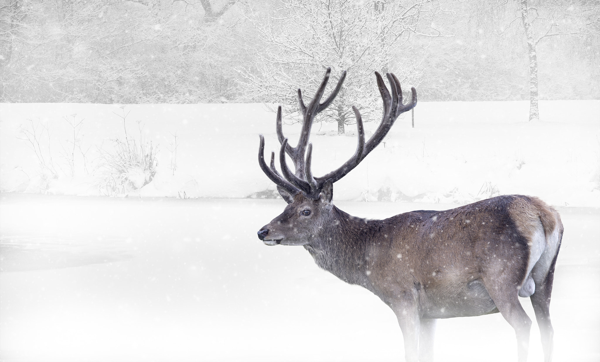 Canon EOS-1D Mark IV sample photo. Deer photography