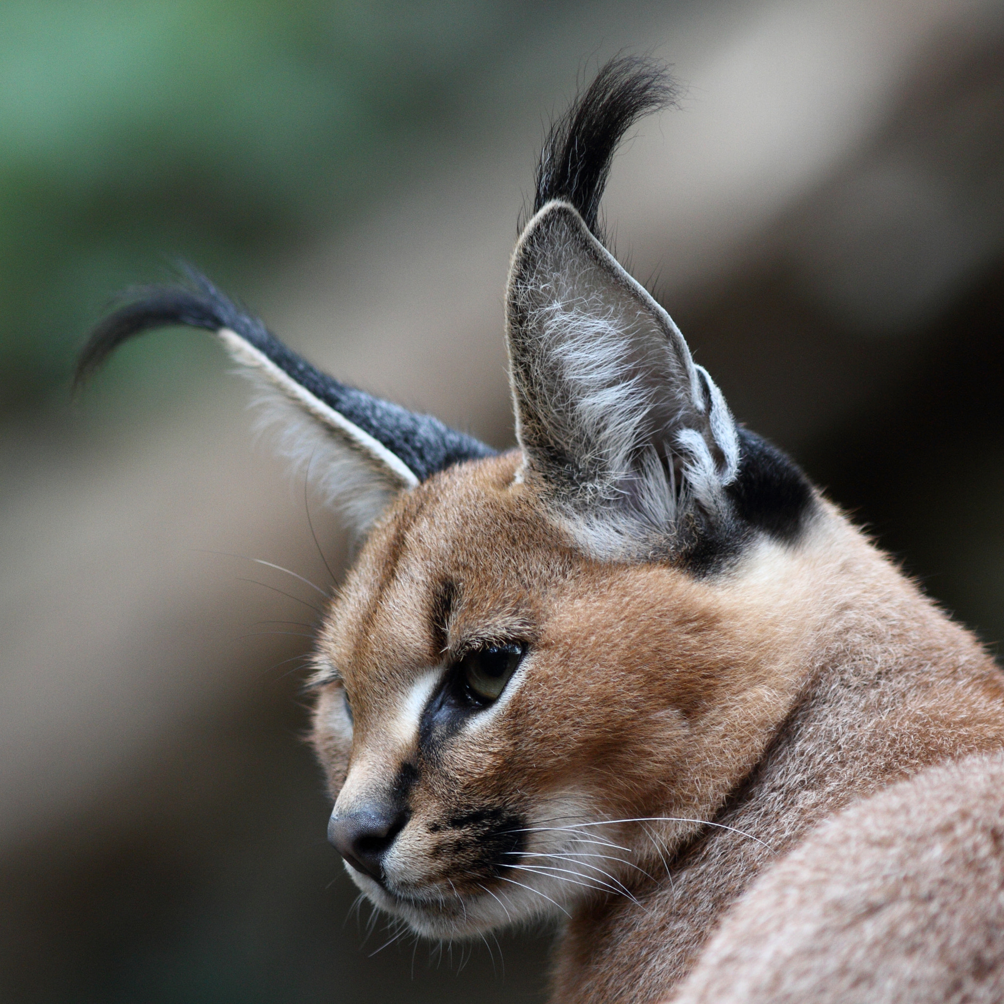 Canon EOS 7D + Canon EF 300mm F4L IS USM sample photo. Caracal photography