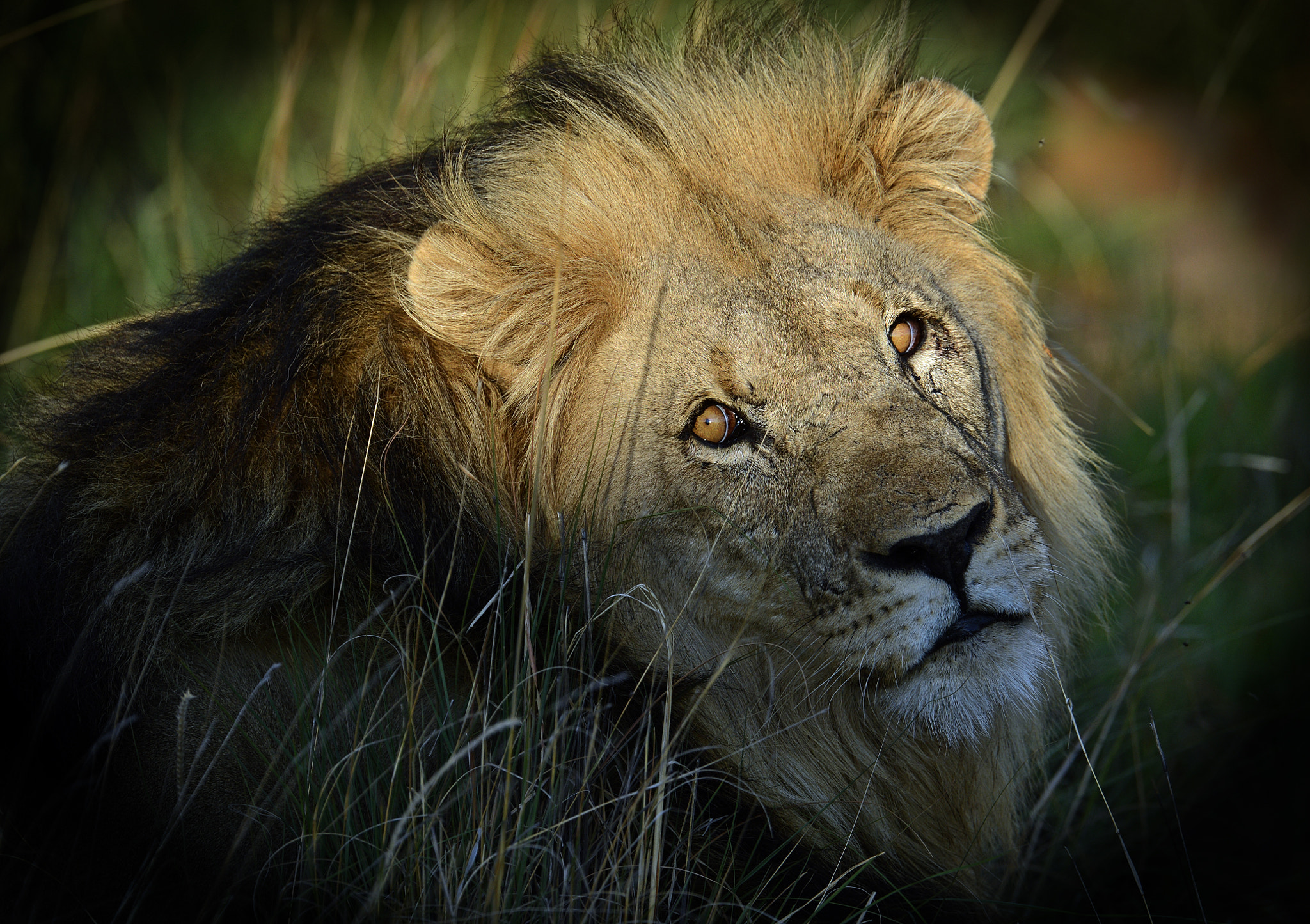 Nikon D4 sample photo. Beautiful lion photography