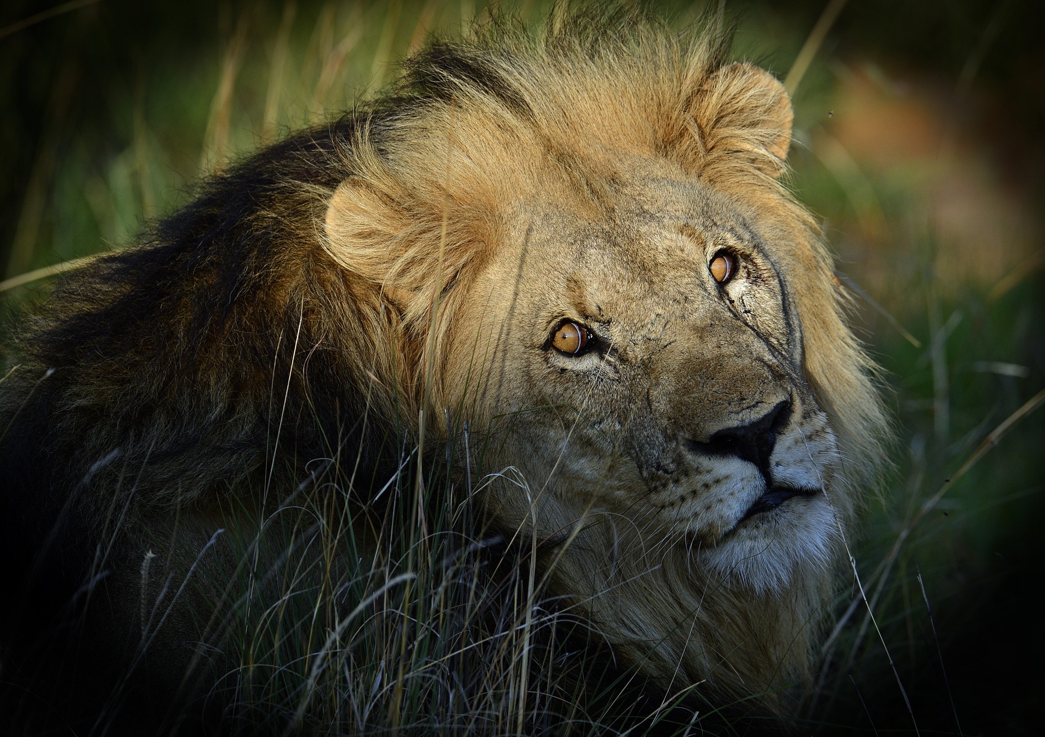 Nikon D4 + Nikon AF-S Nikkor 600mm F4G ED VR sample photo. Beautiful lion photography