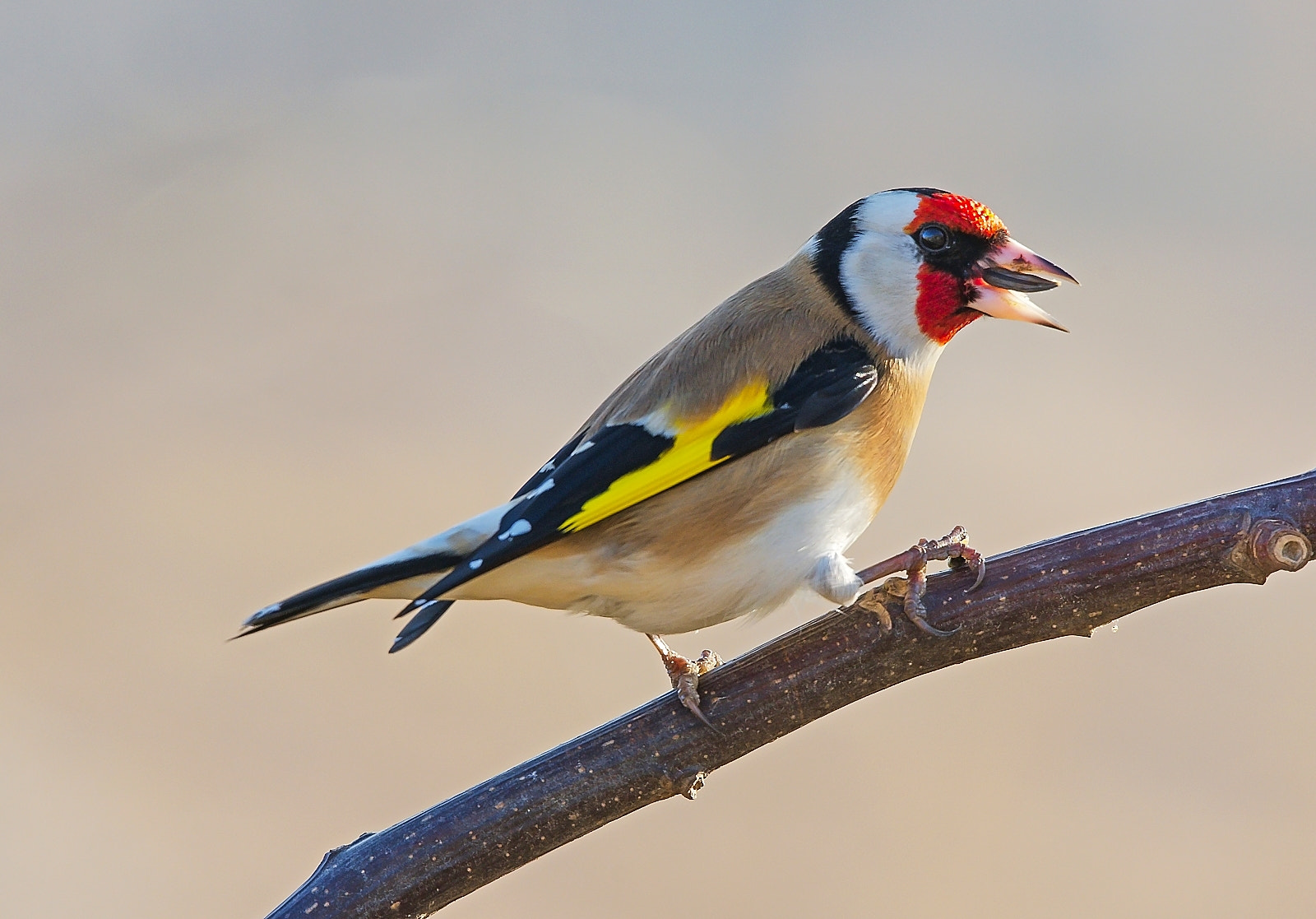 Sigma 120-400mm F4.5-5.6 DG OS HSM sample photo. Goldfinch photography