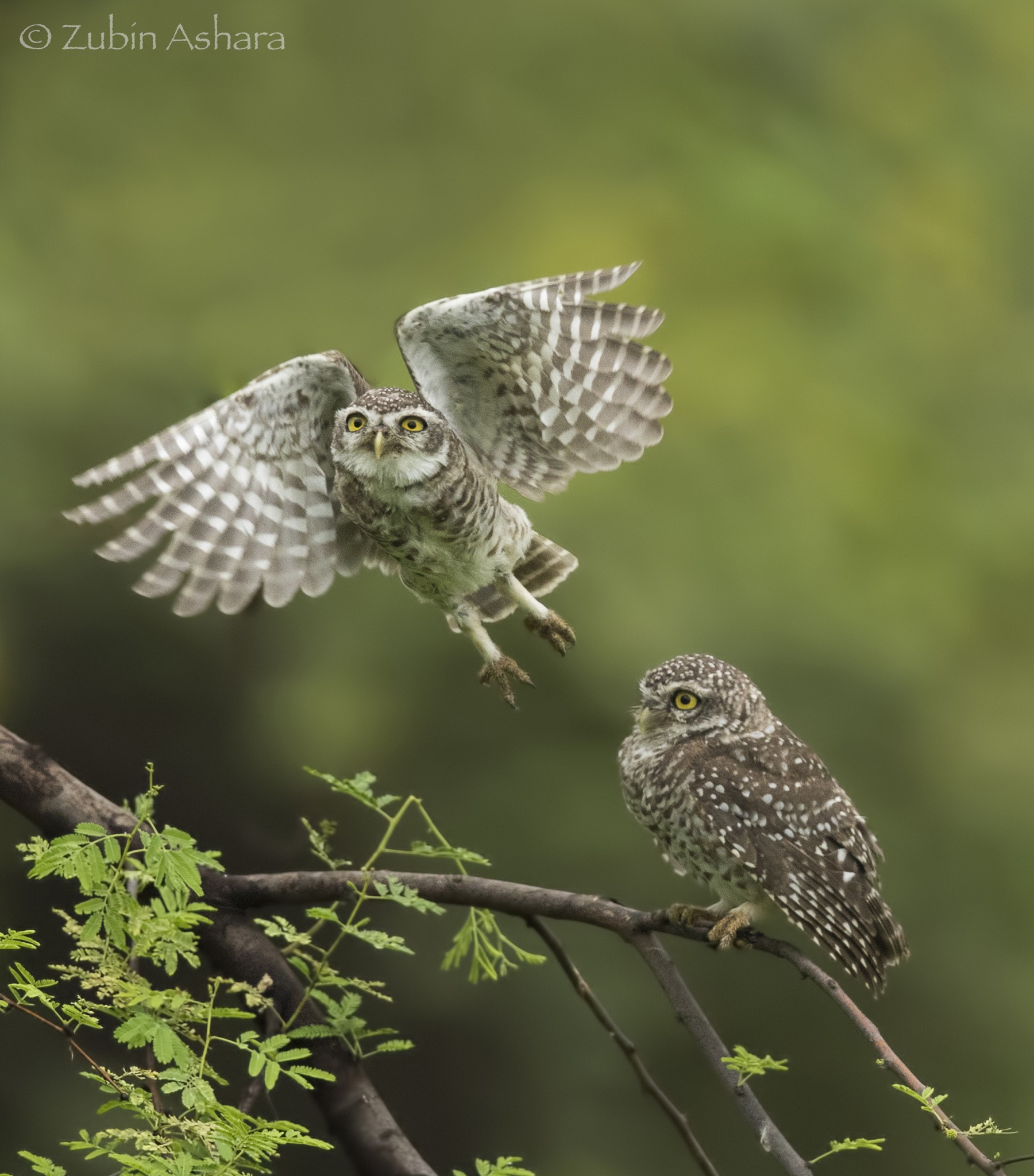 Canon EOS 7D Mark II sample photo. Spotted owlet photography