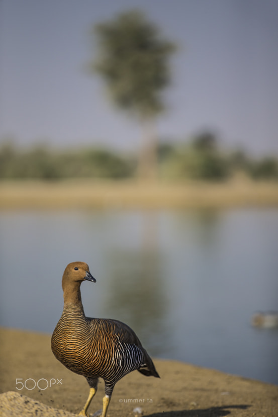 Canon EOS-1D C sample photo. Bird photography