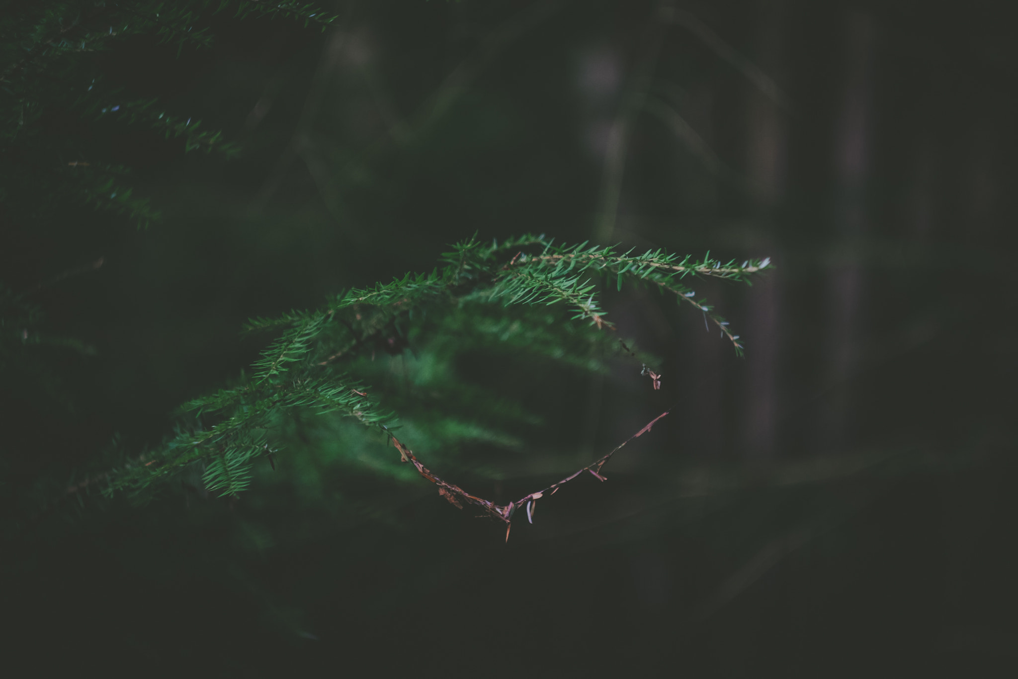Canon EF 35-80mm f/4-5.6 sample photo. The deep, dark woods photography