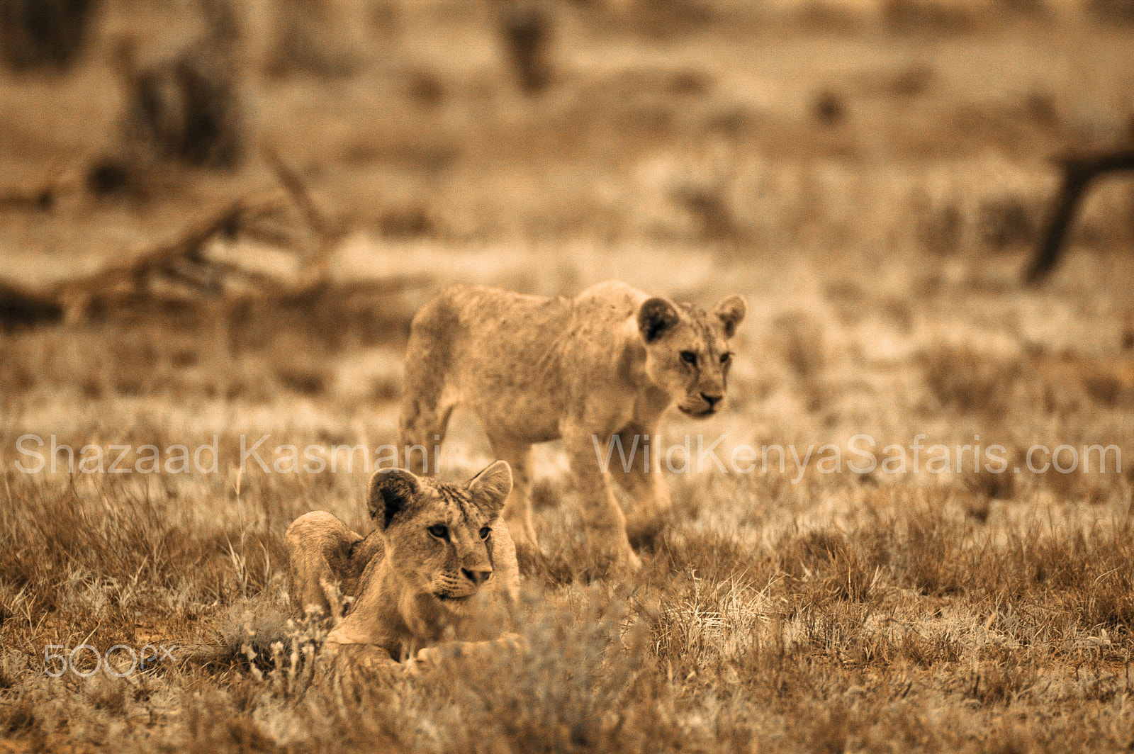 Nikon D70 + Sigma 150-600mm F5-6.3 DG OS HSM | C sample photo. Here are two cubs from the aruba pride of lions in tsavo east photography