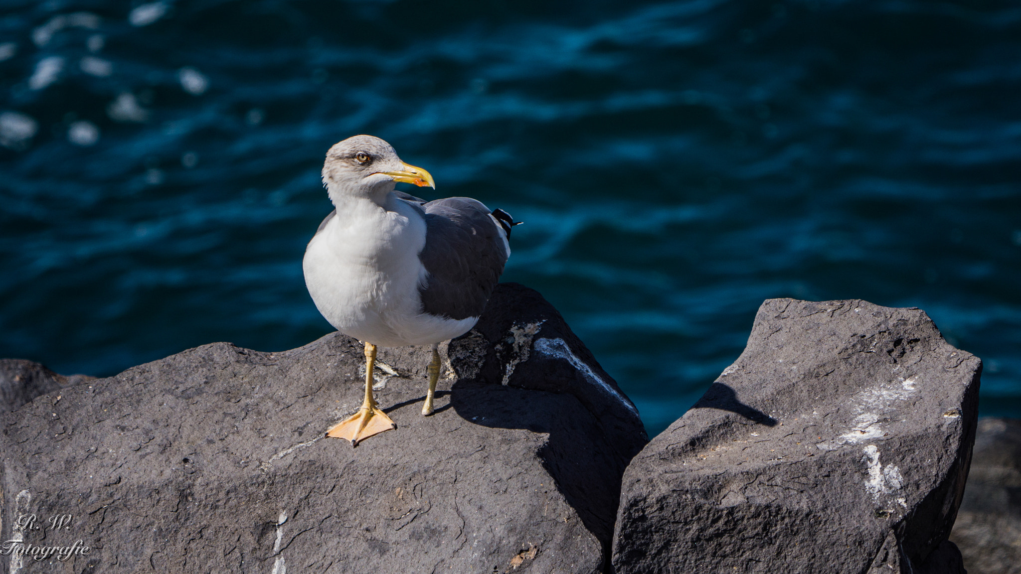 Panasonic Lumix DMC-GH3 + LEICA DG 100-400/F4.0-6.3 sample photo. Käpt'n ahab photography