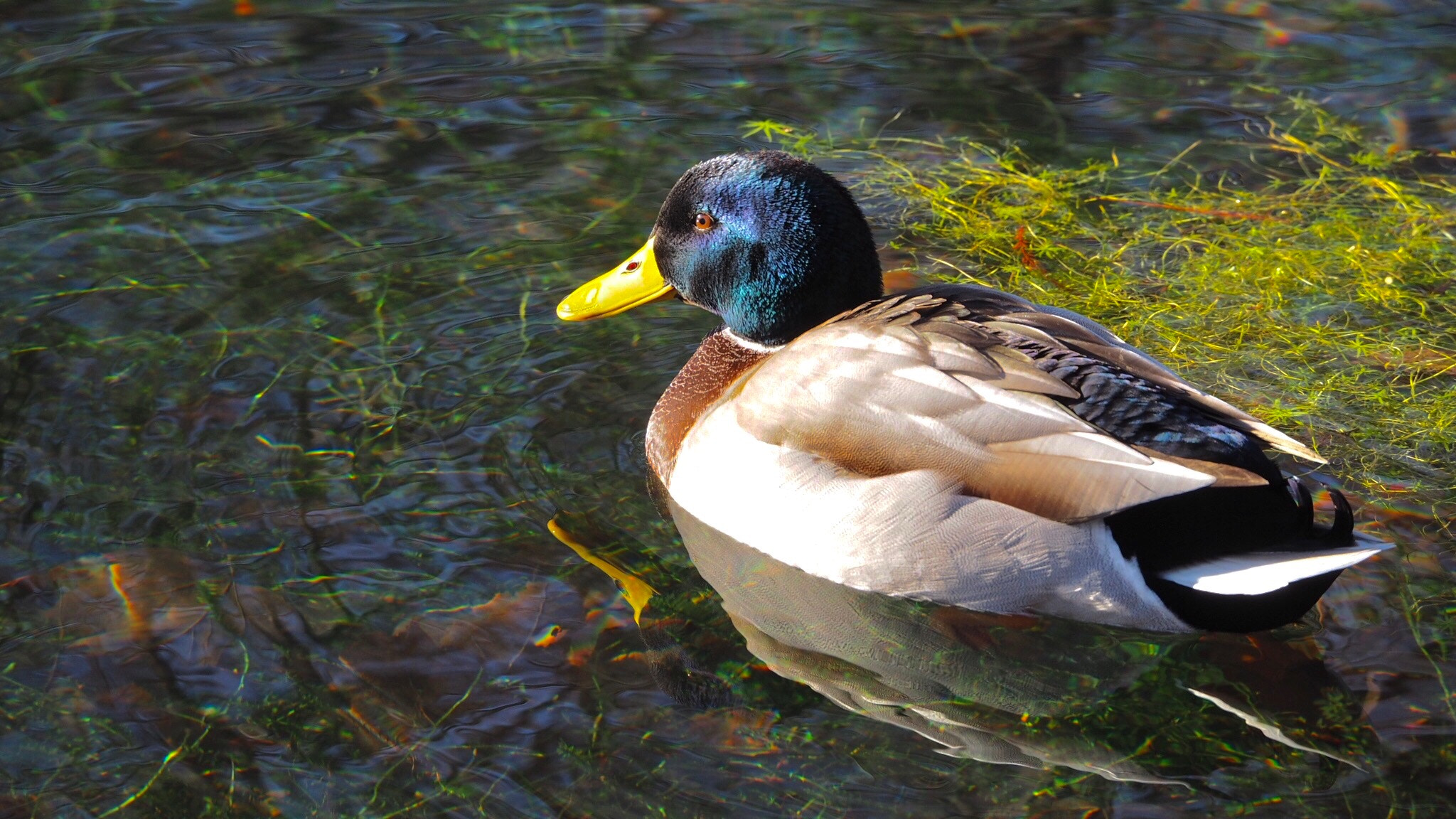 Olympus OM-D E-M10 II sample photo. Duck in the water  photography