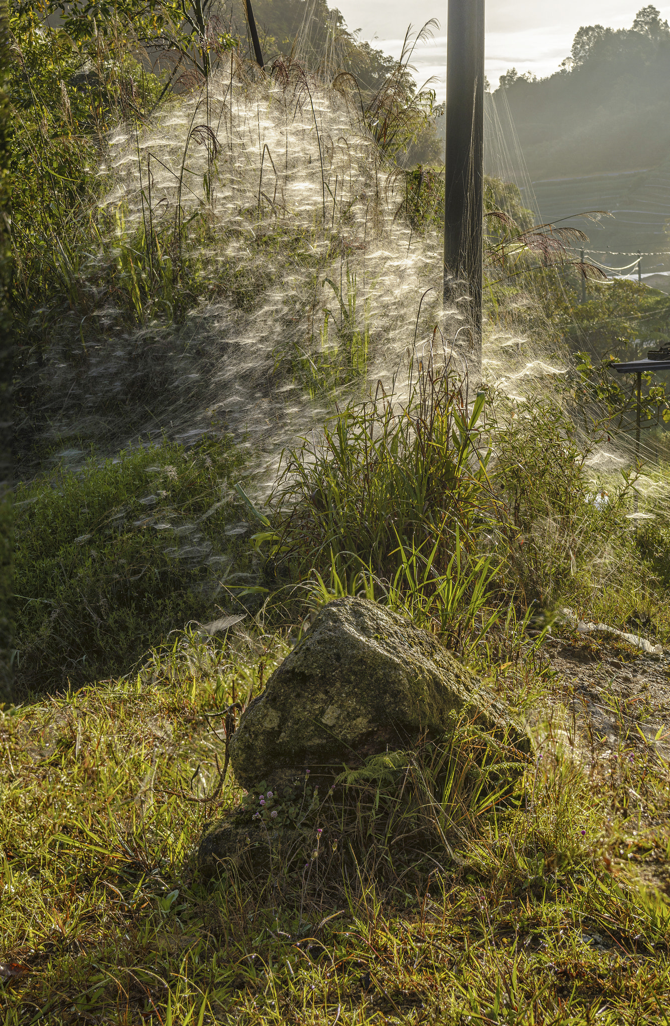 AF Zoom-Nikkor 28-80mm f/3.3-5.6G sample photo. Huge spider webs and a rock photography