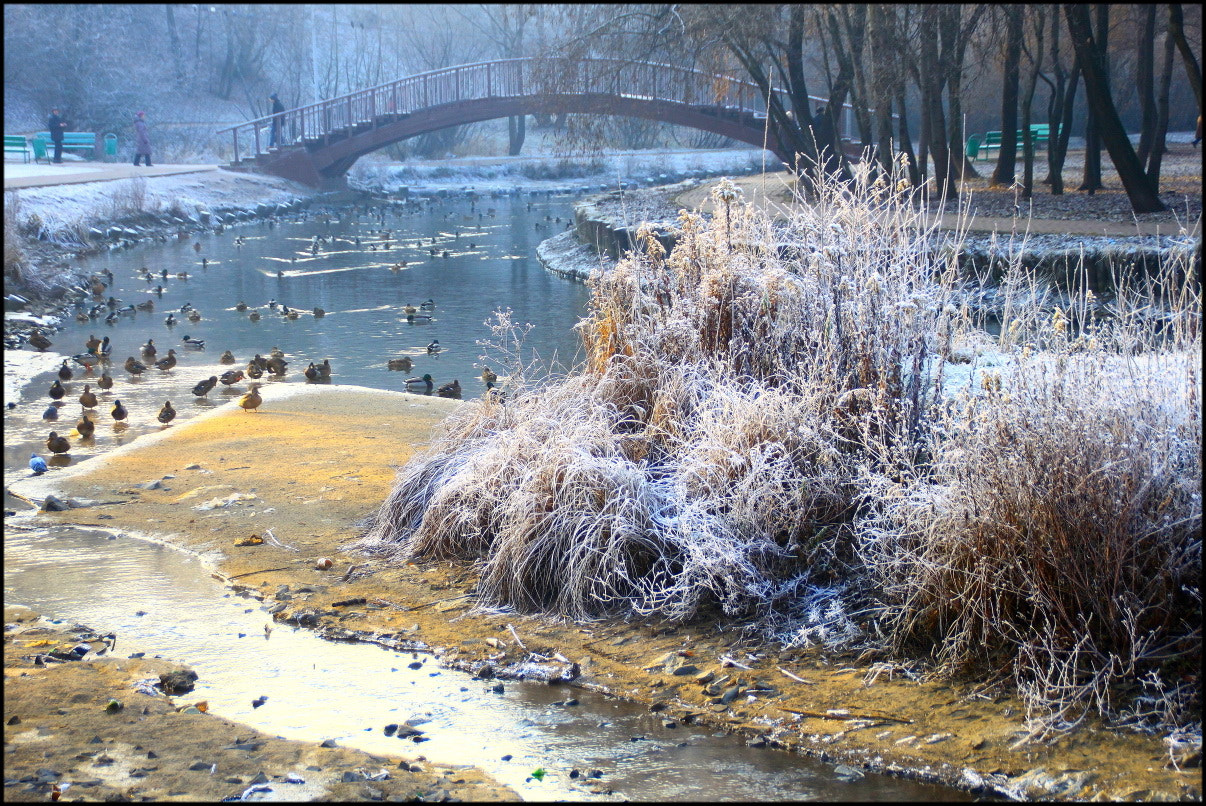 Canon EOS 500D (EOS Rebel T1i / EOS Kiss X3) sample photo. Этюд с мостиком photography