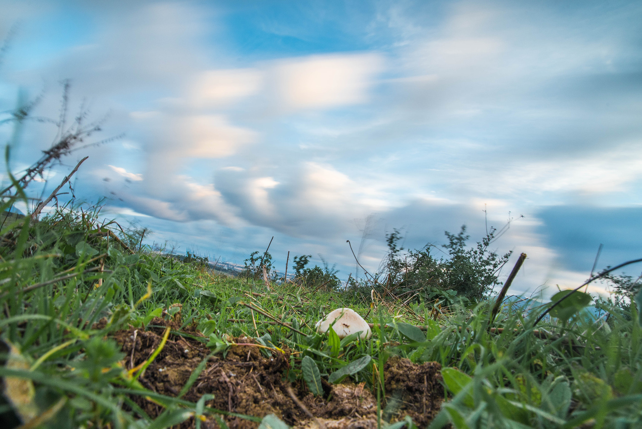 Sigma 17-35mm F2.8-4 EX DG  Aspherical HSM sample photo. Mushroom's cow  photography
