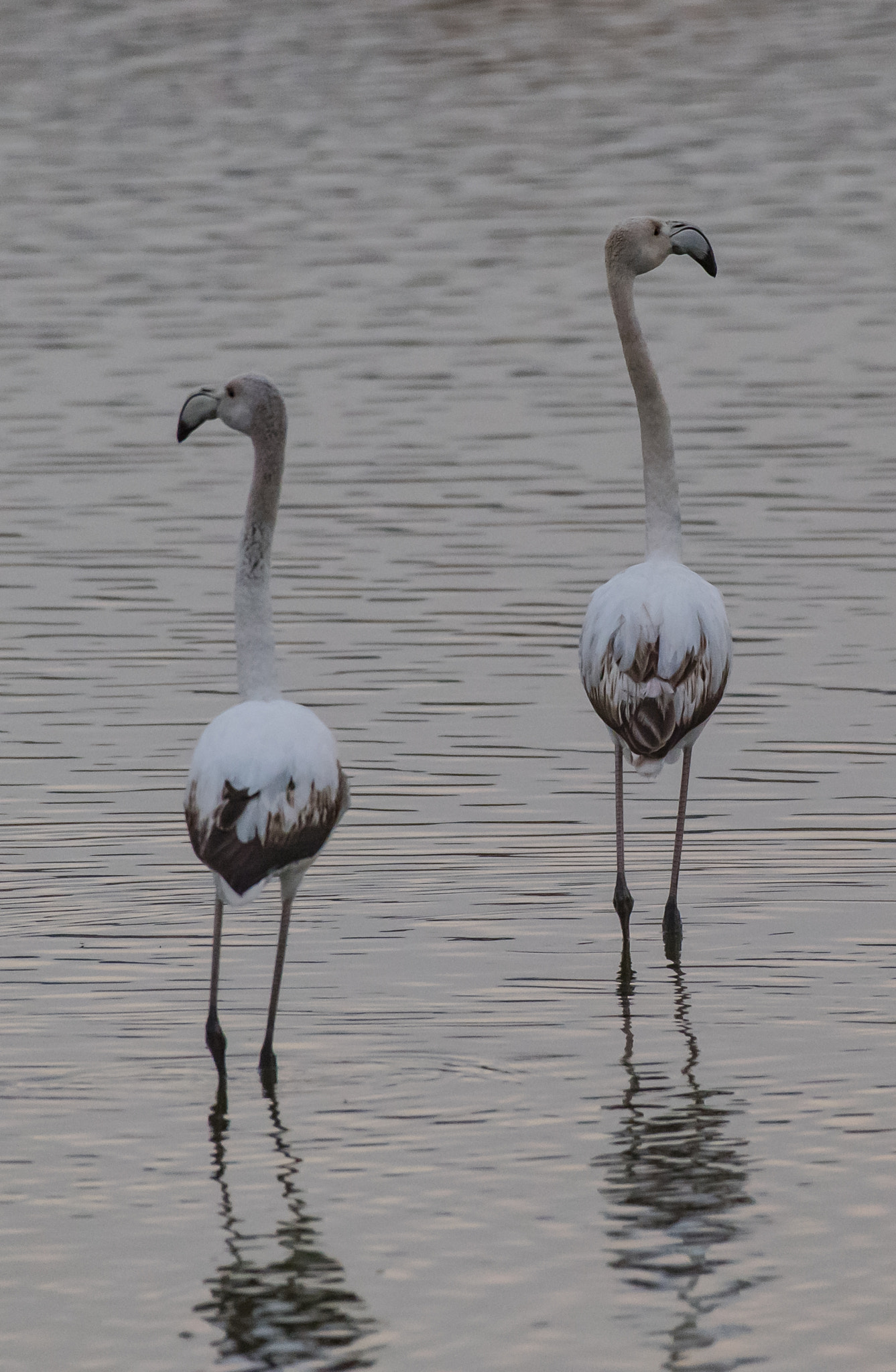 Nikon AF-S Nikkor 200-500mm F5.6E ED VR sample photo. Looking for food photography