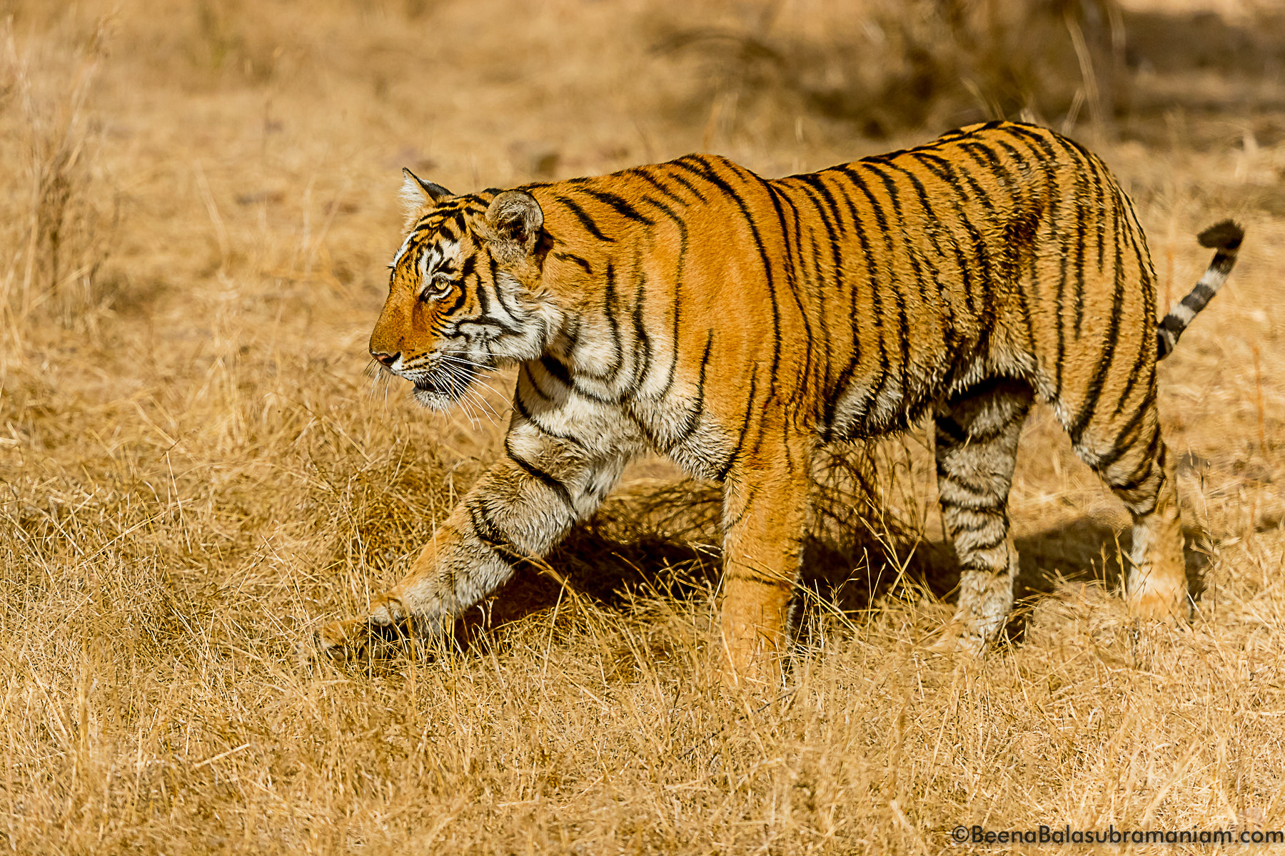 Canon EF 200-400mm F4L IS USM Extender 1.4x sample photo. Arrowhead the tigress from ranthambore national park photography