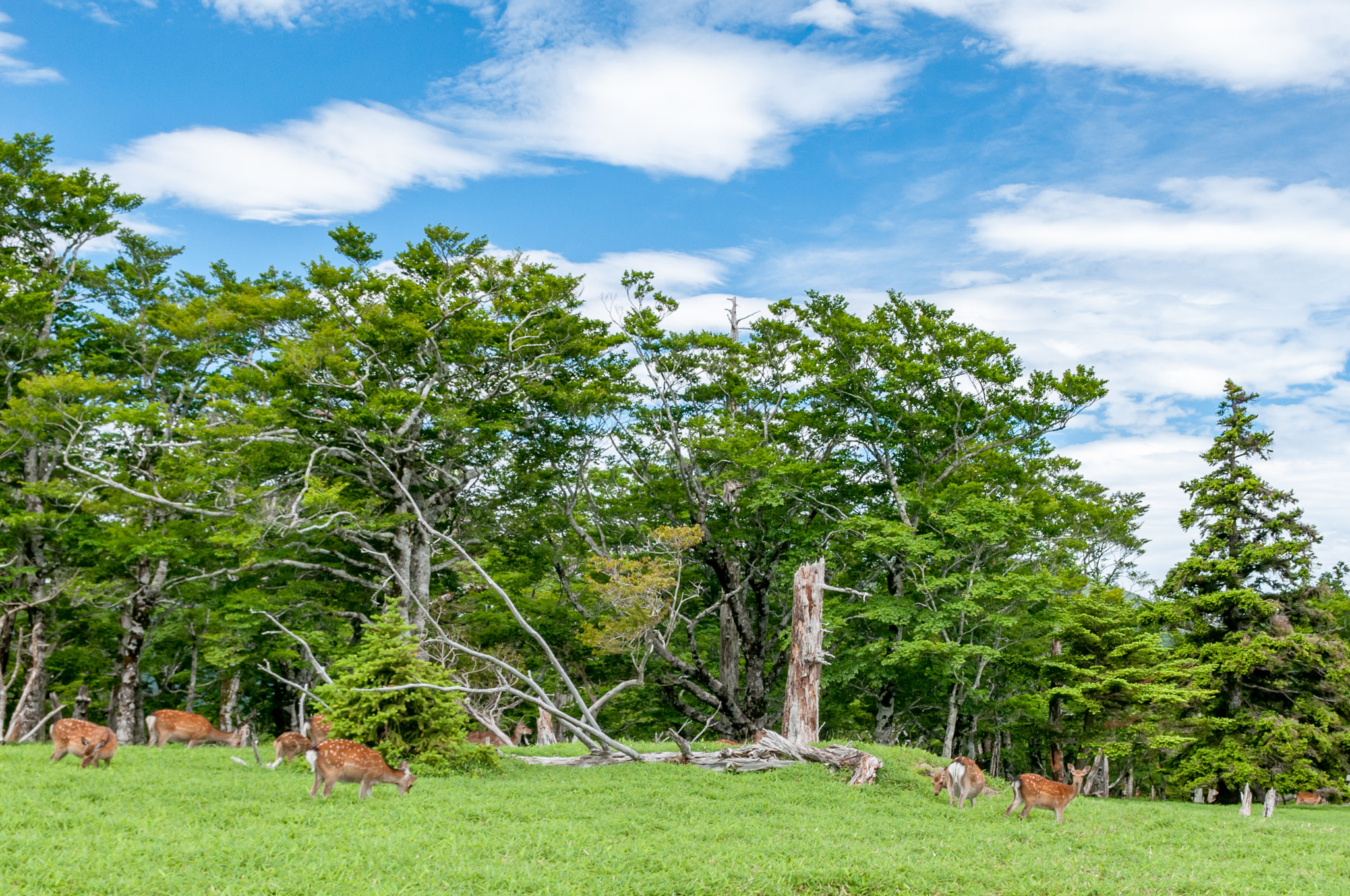 Sigma 17-50mm F2.8 EX DC OS HSM sample photo. Mt,odai japan landscapes photography