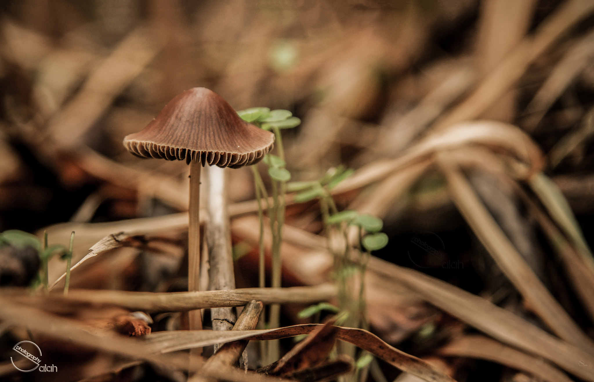 Canon EF-S 17-85mm F4-5.6 IS USM sample photo. Mushroom photography