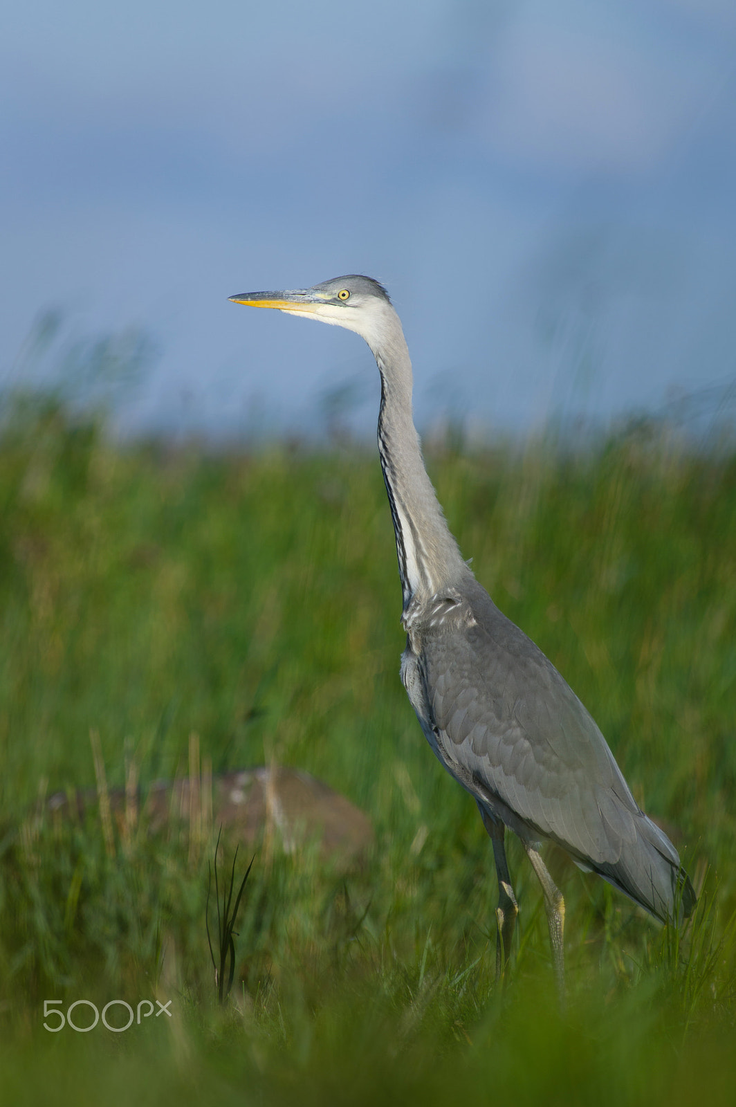Pentax smc DA* 300mm F4.0 ED (IF) SDM sample photo. Heron photography