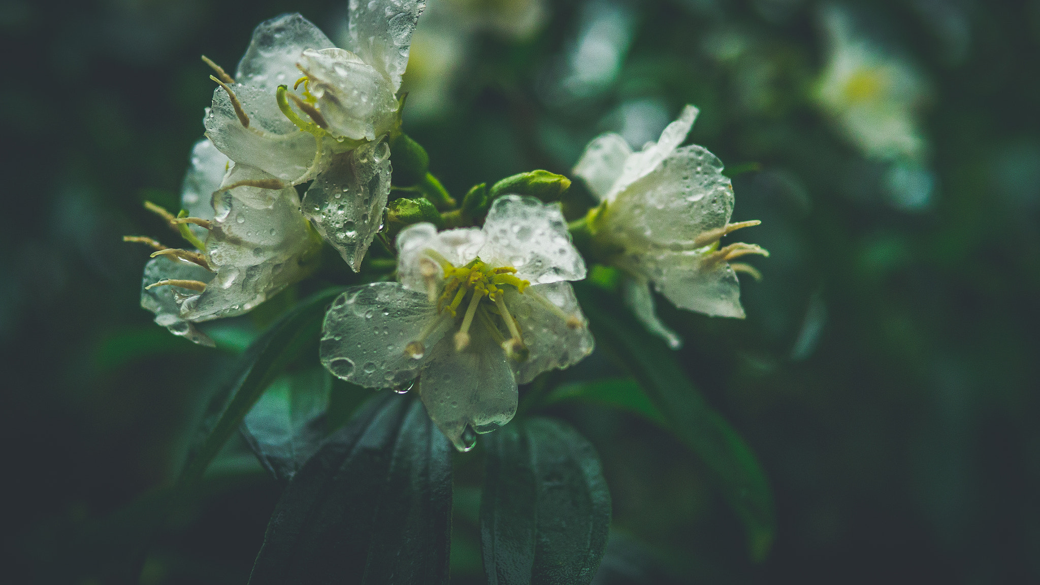 Panasonic Lumix DMC-GX1 + Panasonic Leica DG Summilux 25mm F1.4 II ASPH sample photo. Rain photography