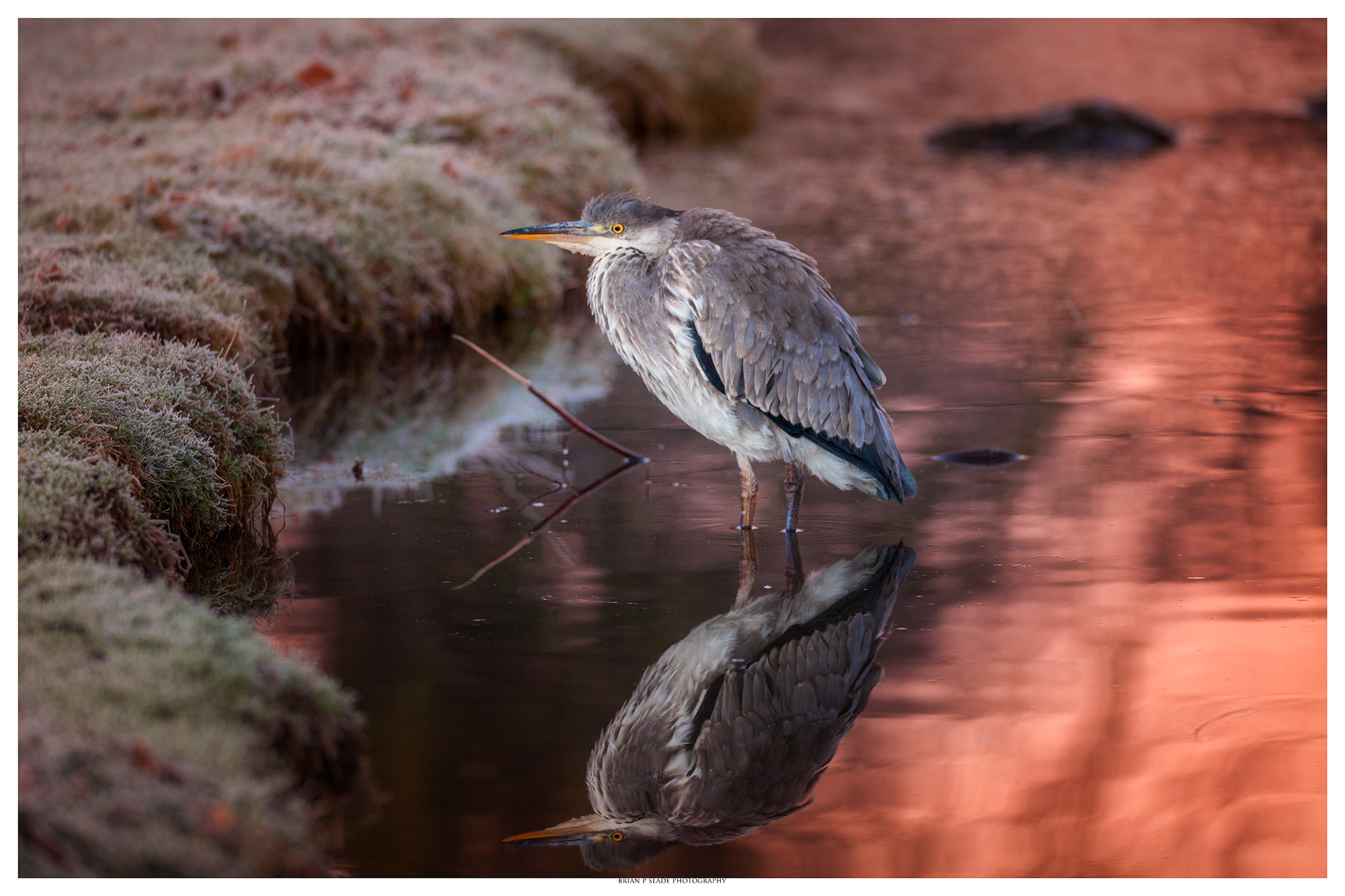 Canon EOS 5D Mark II + Sigma 150-600mm F5-6.3 DG OS HSM | C sample photo. Grey heron in the golden hour photography