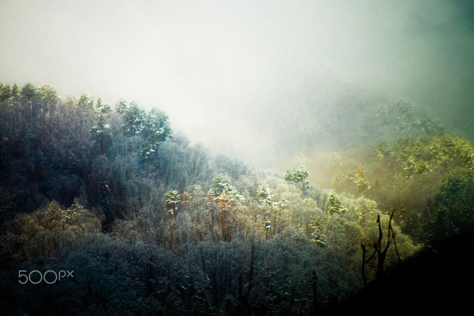 smc Pentax-DA L 50-200mm F4-5.6 ED WR sample photo. Blue forest photography