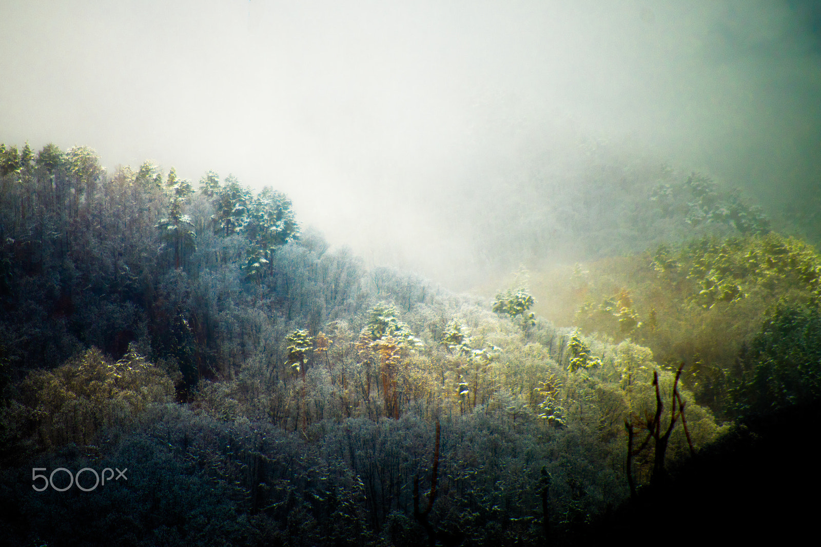 Pentax K-S2 + smc Pentax-DA L 50-200mm F4-5.6 ED WR sample photo. Blue forest photography