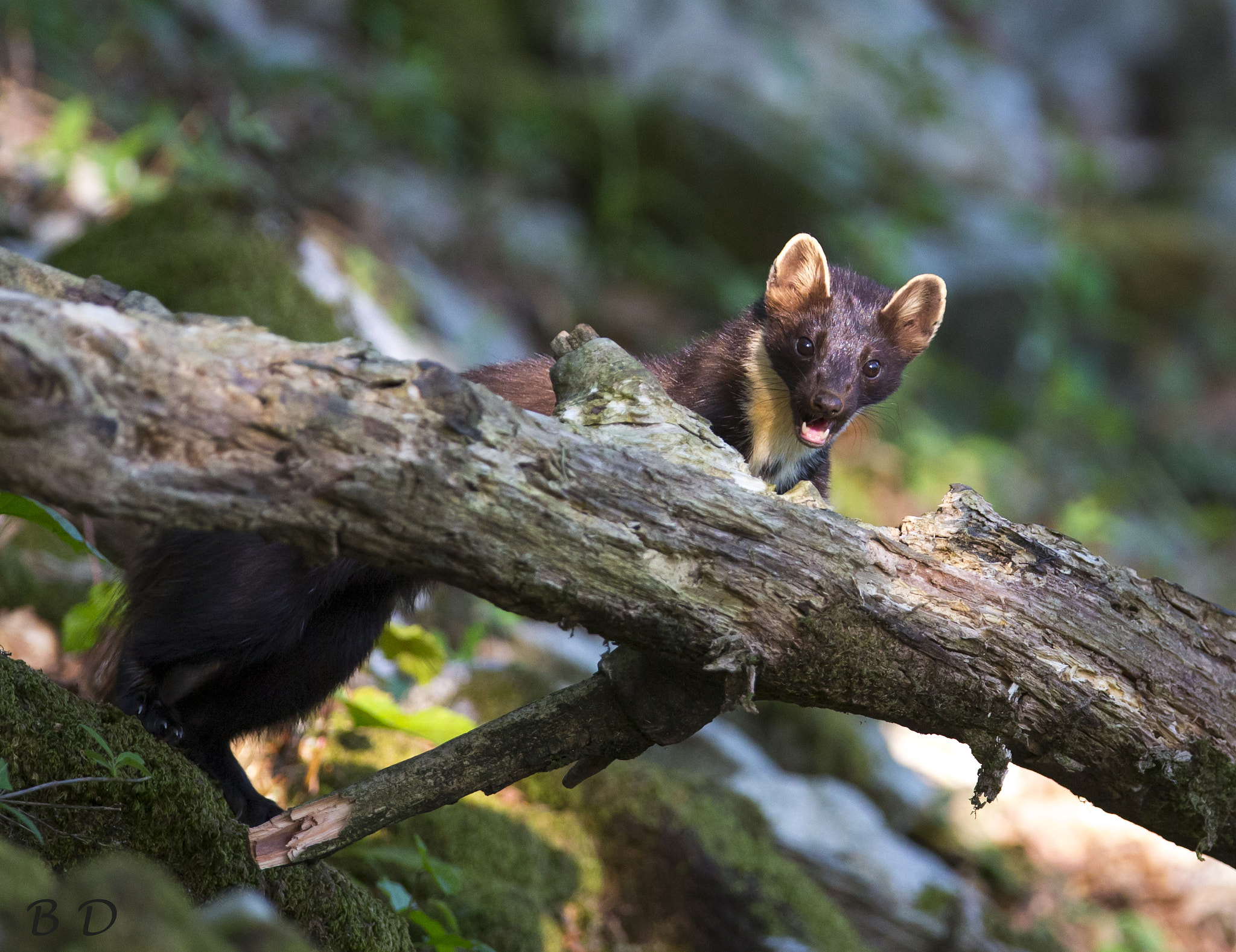 Canon EF 300mm F2.8L IS USM sample photo. Marten photography